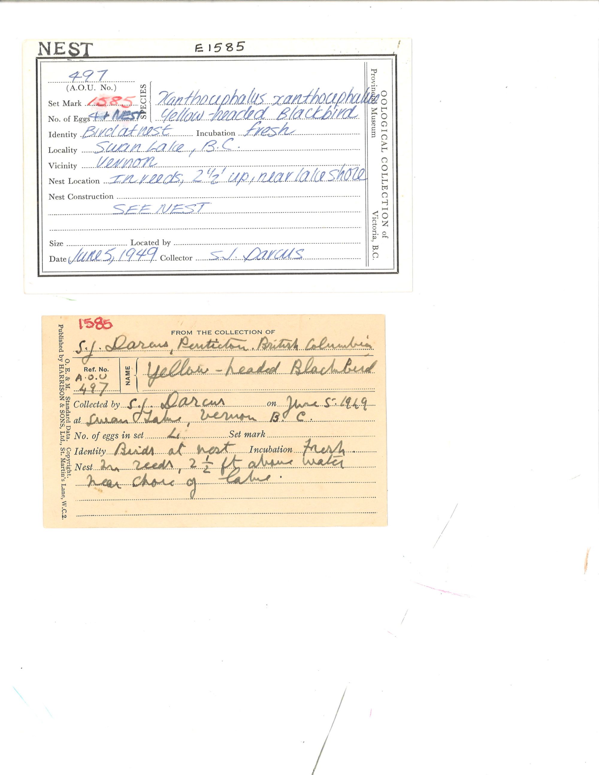 Image representing Xanthocephalus xanthocephalus.