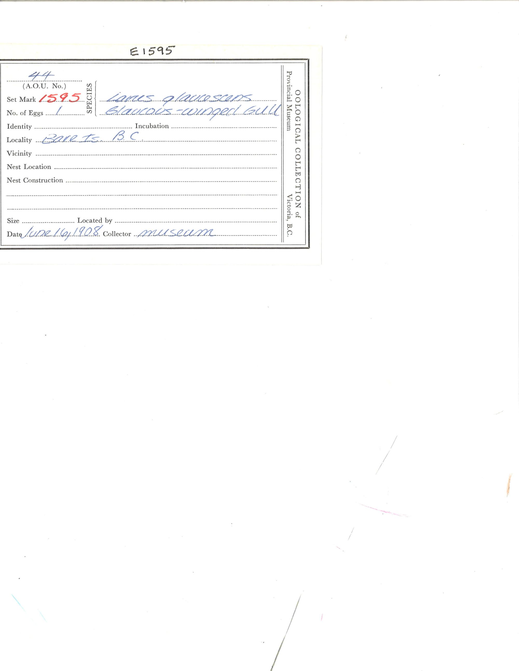 Image representing Larus glaucescens.