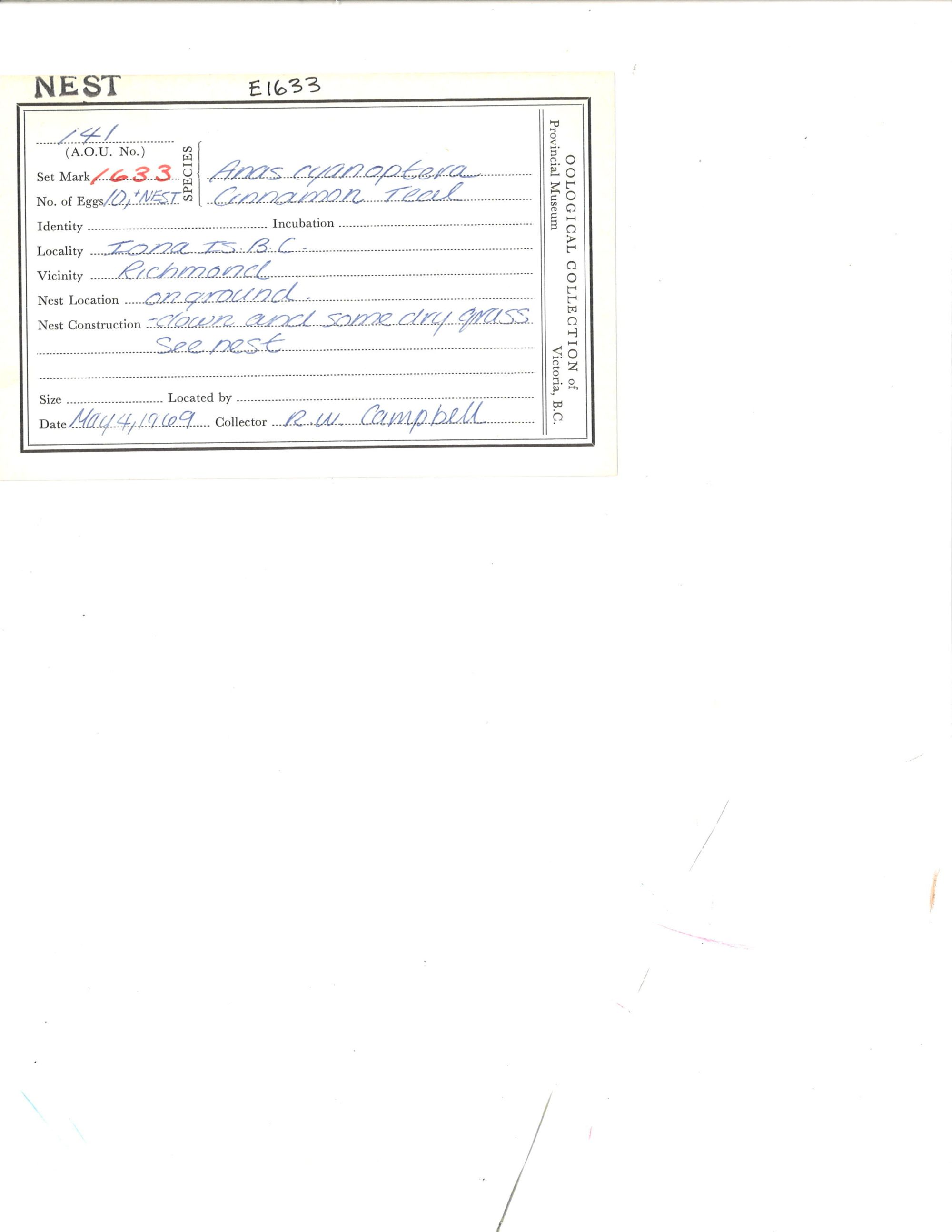 Image representing Spatula cyanoptera.