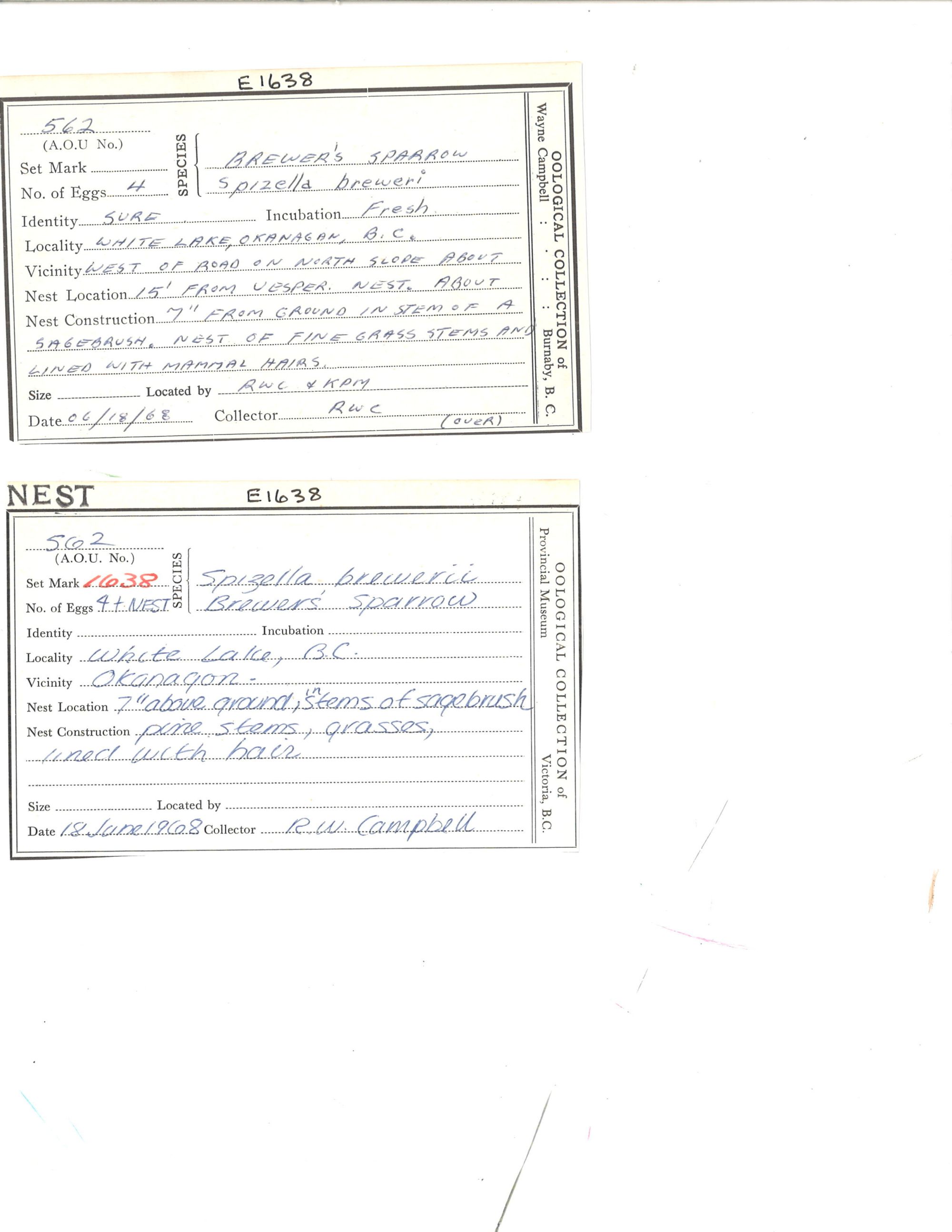 Image representing Spizella breweri.