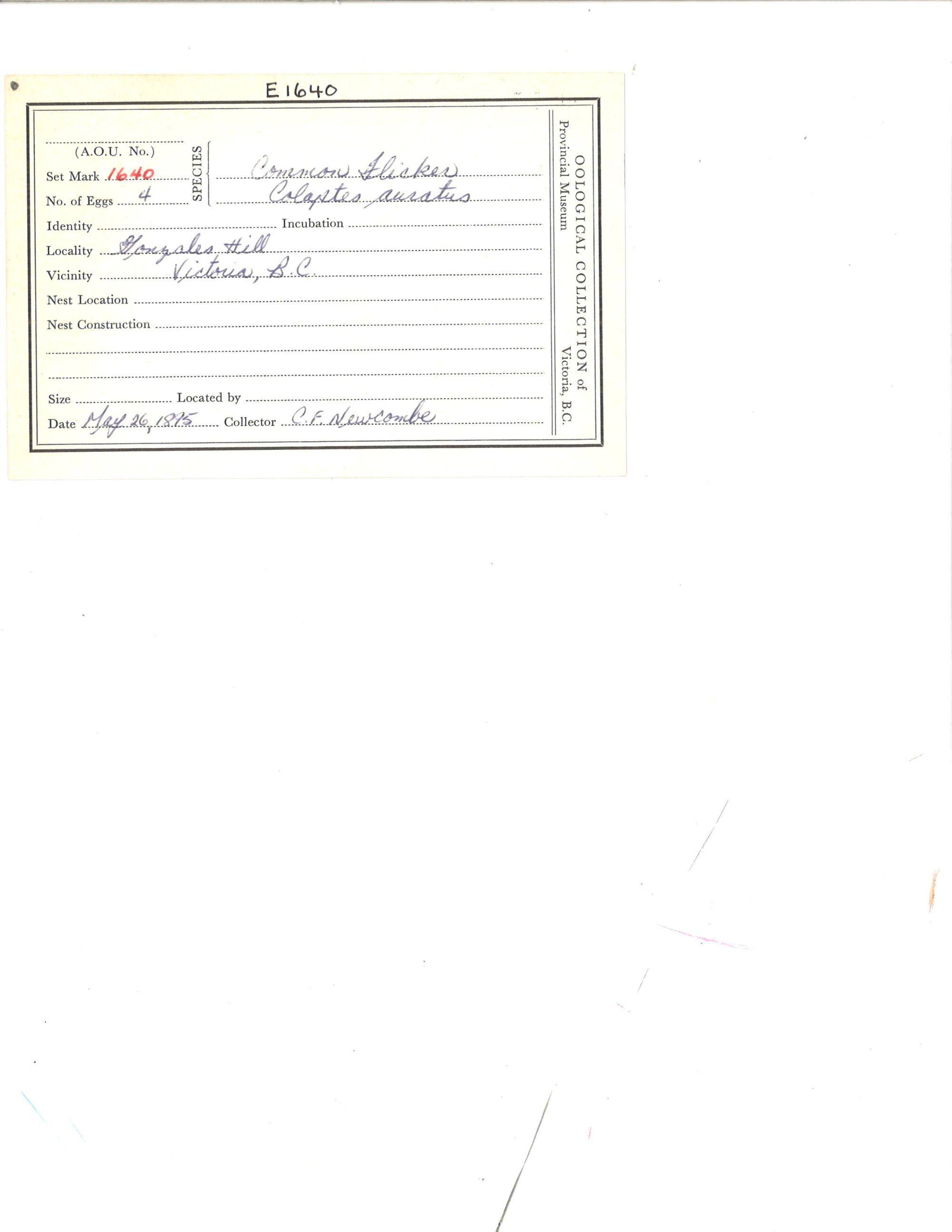 Image representing Colaptes auratus.