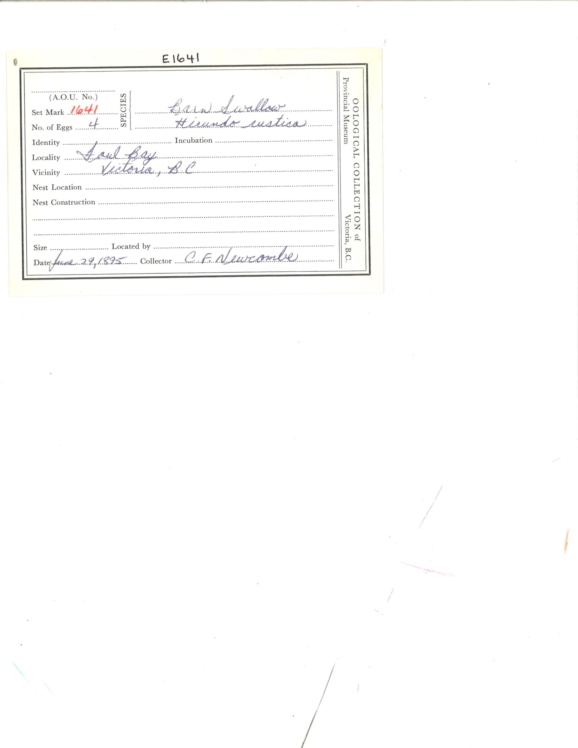 Image représentant Hirundo rustica