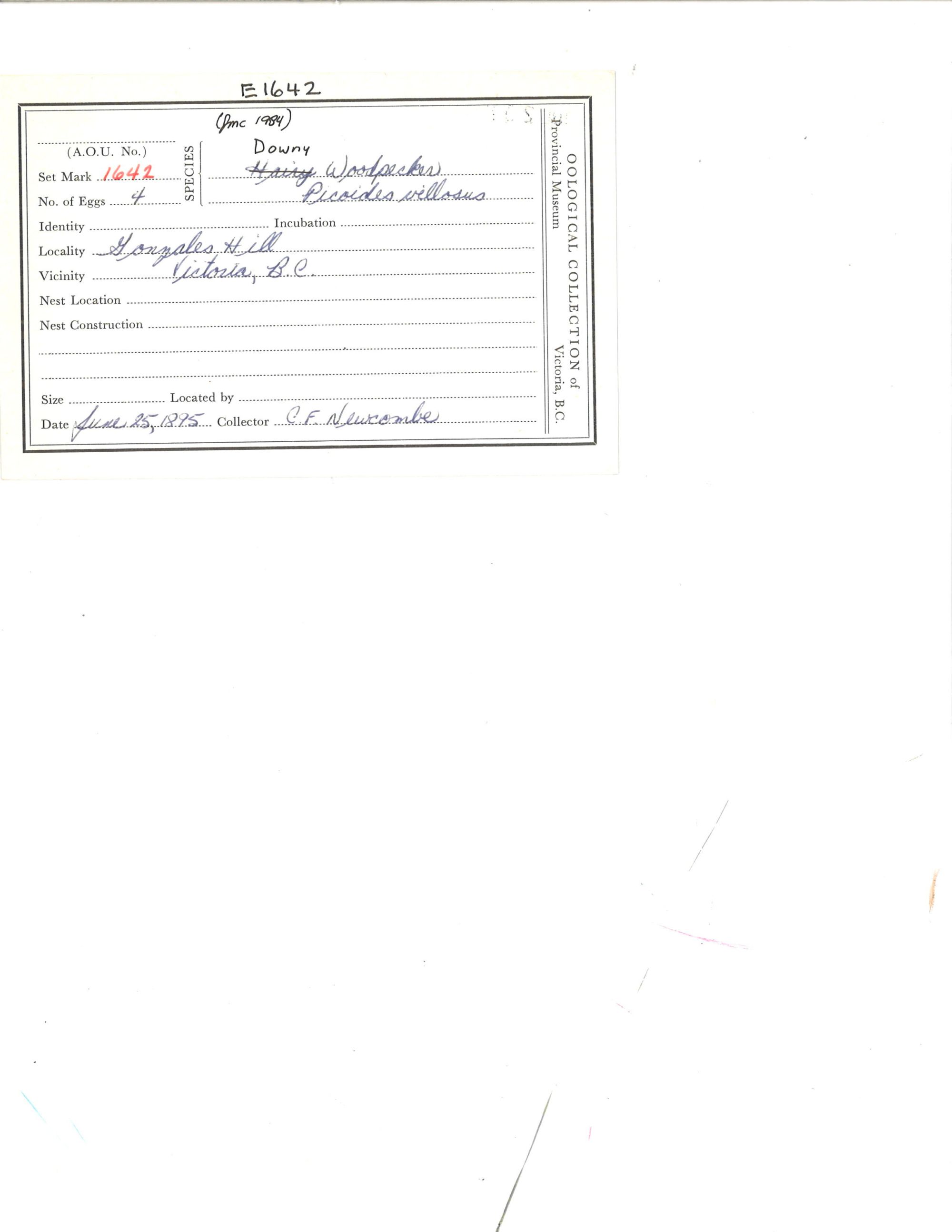 Image representing Dryobates pubescens.