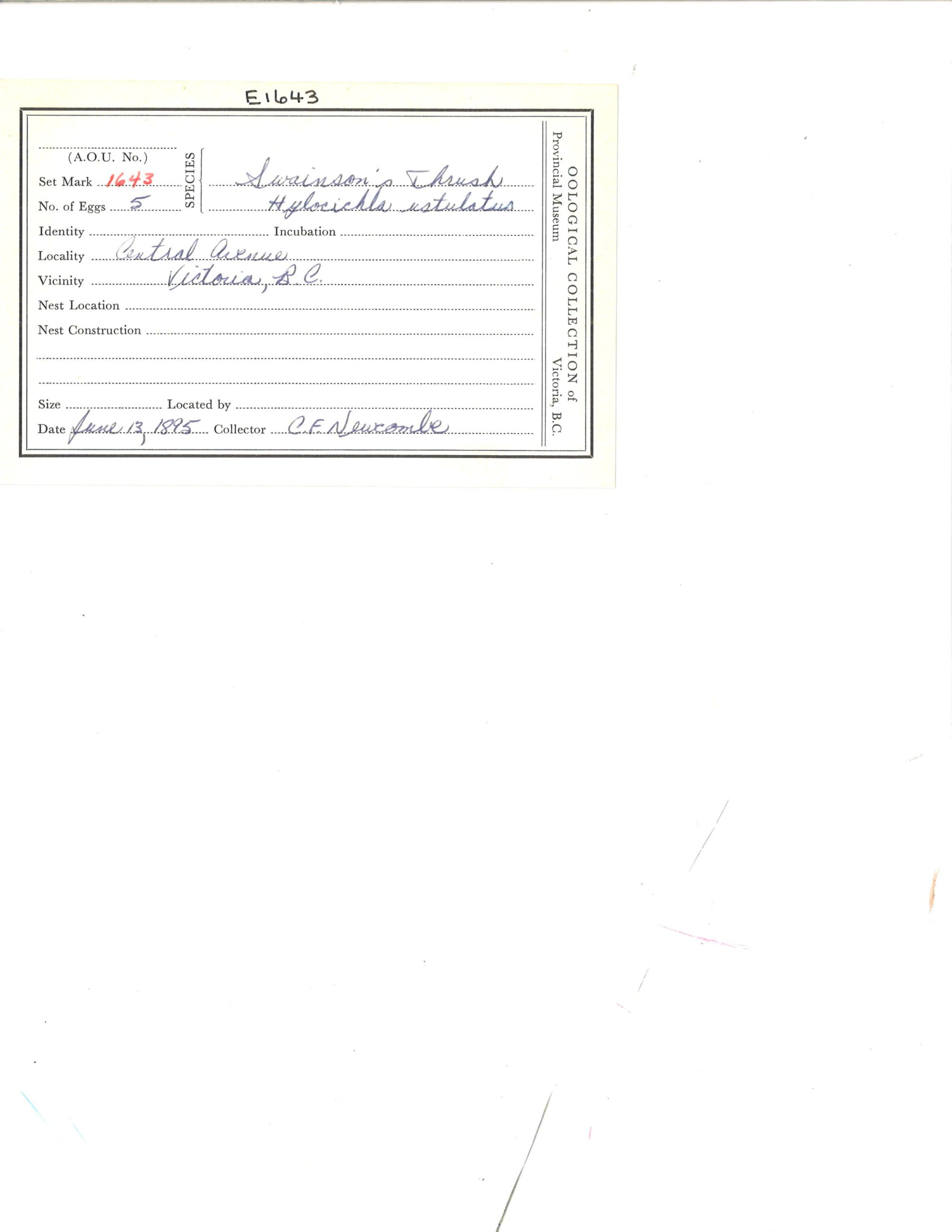 Image representing Catharus ustulatus.