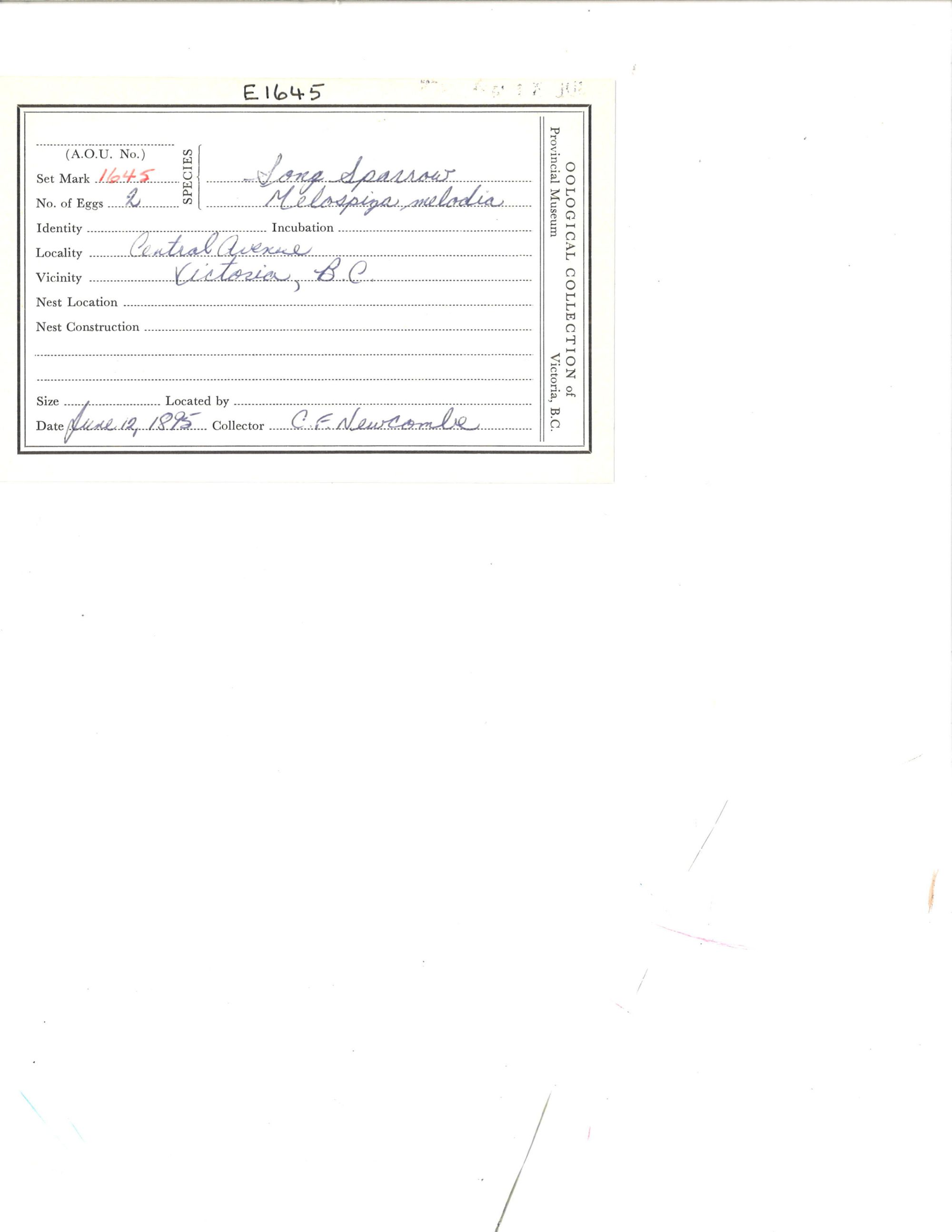 Image representing Melospiza melodia.