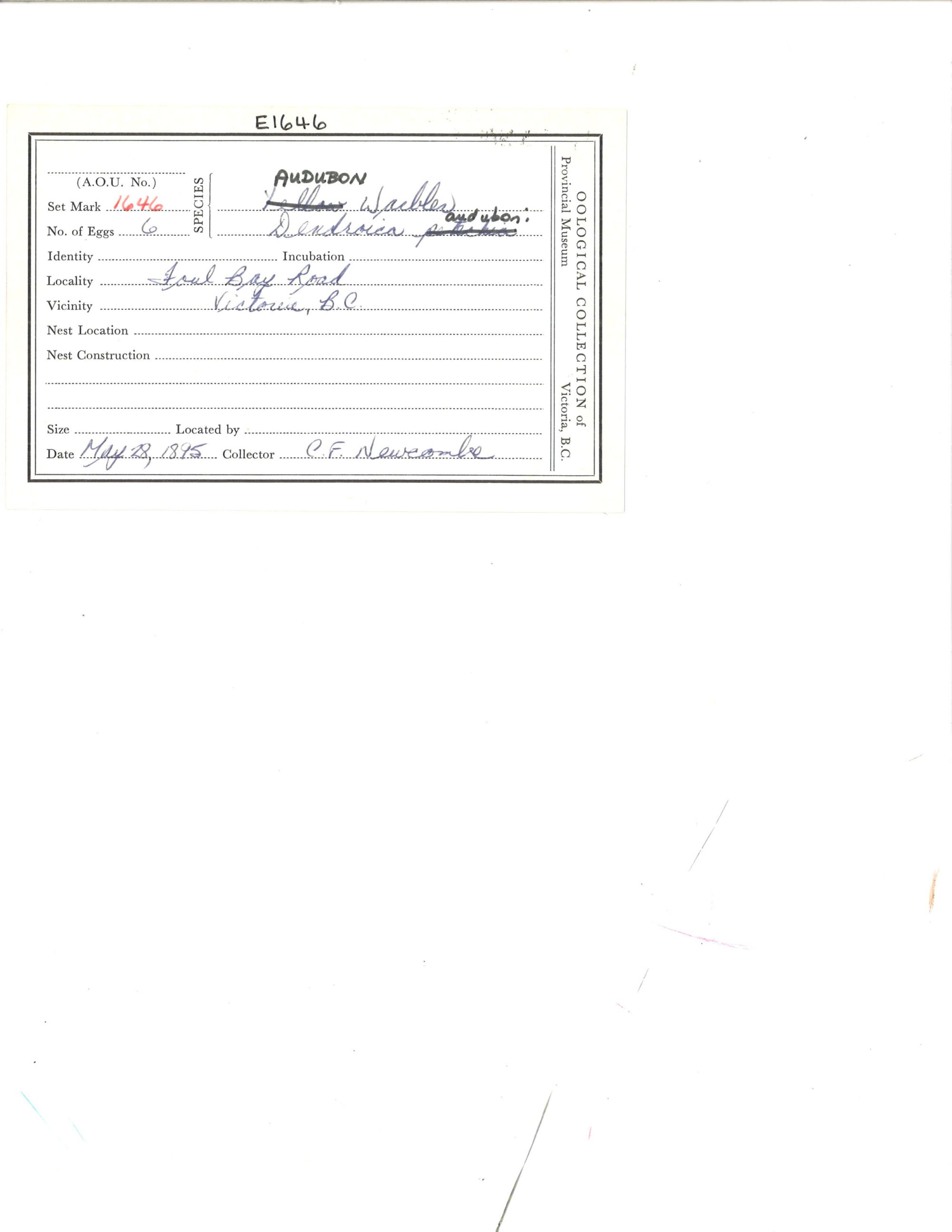 Image representing Setophaga coronata.