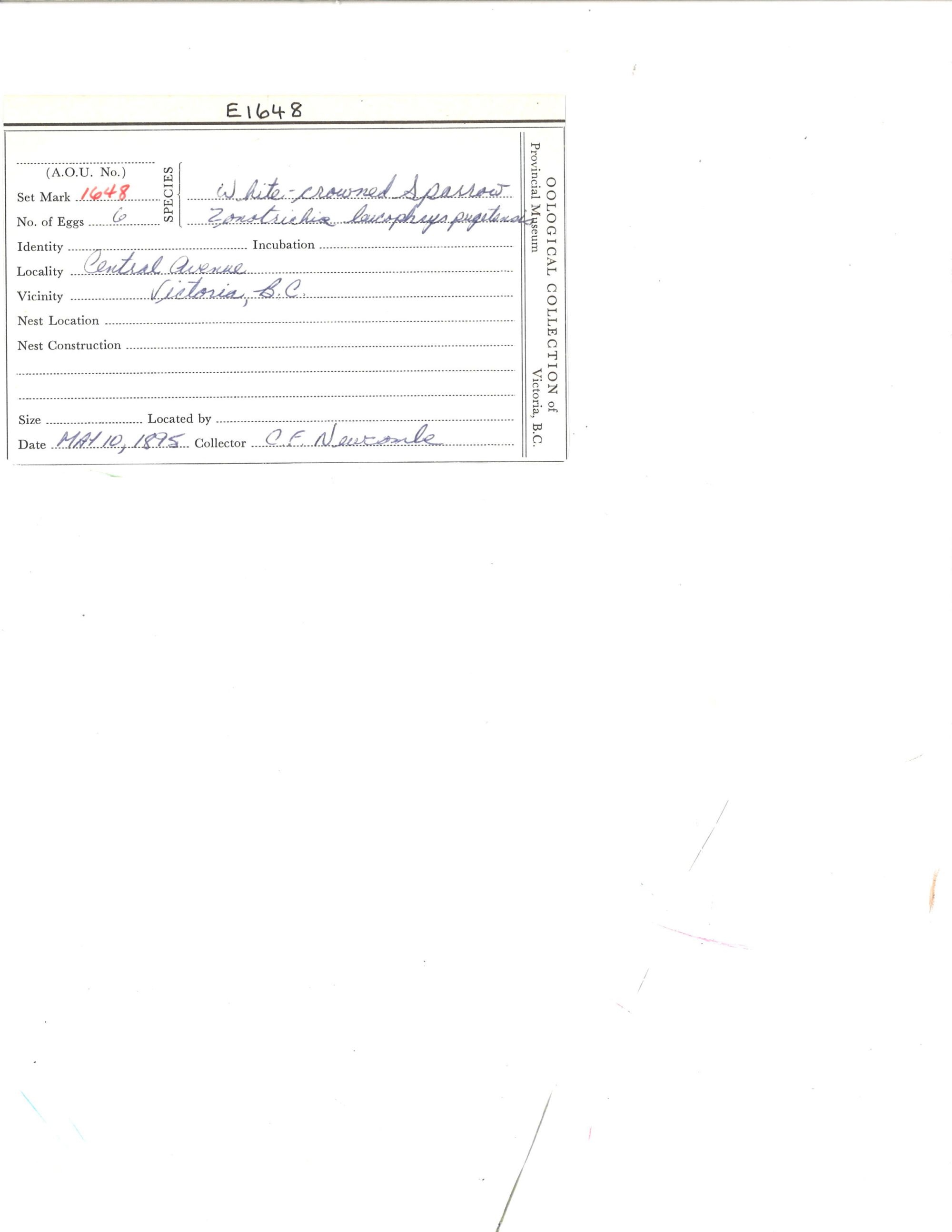 Image representing Zonotrichia leucophrys.