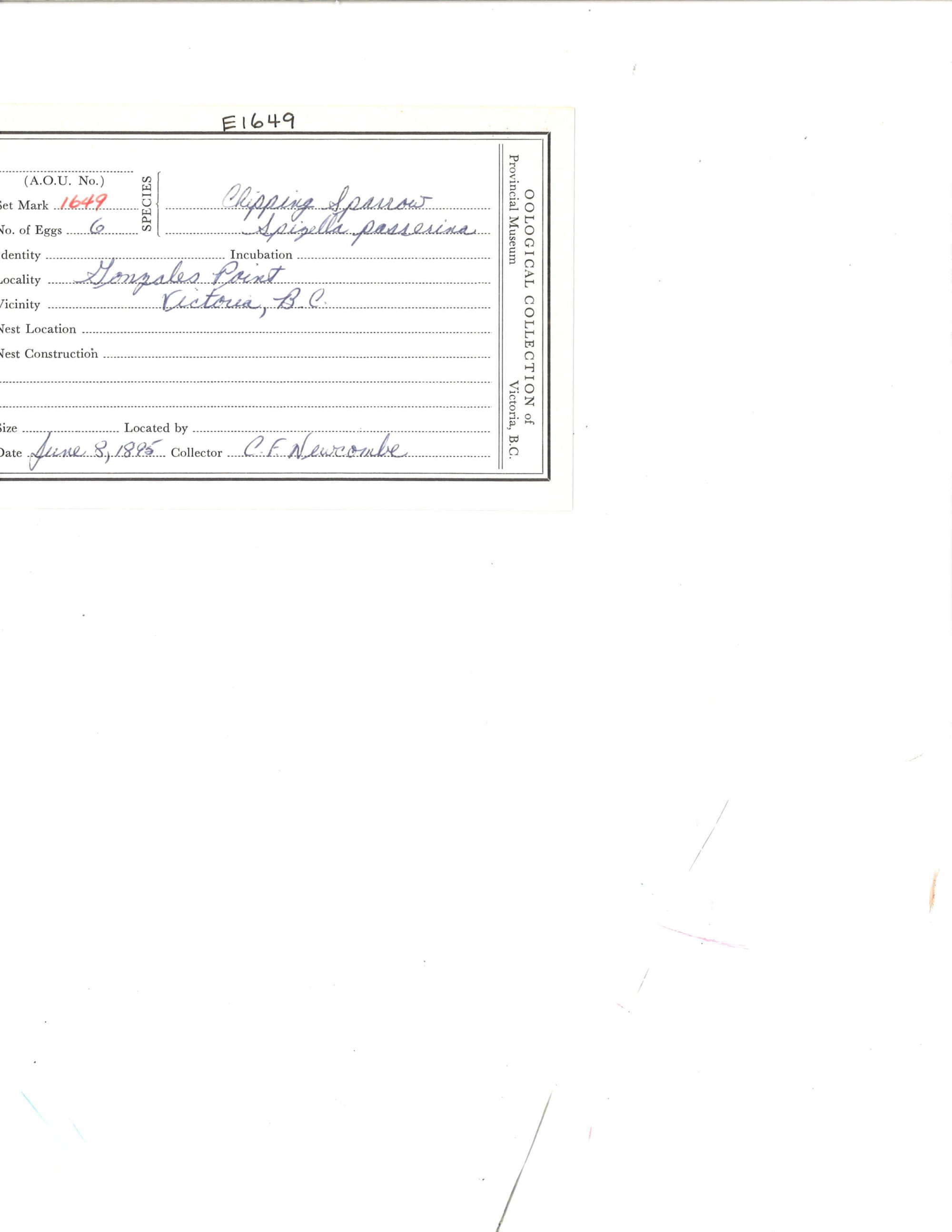 Image representing Spizella passerina.