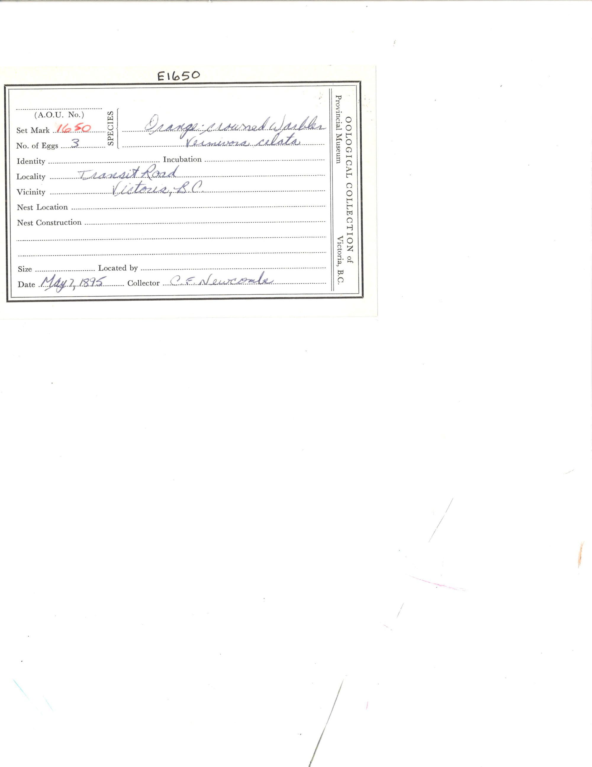 Image representing Leiothlypis celata.