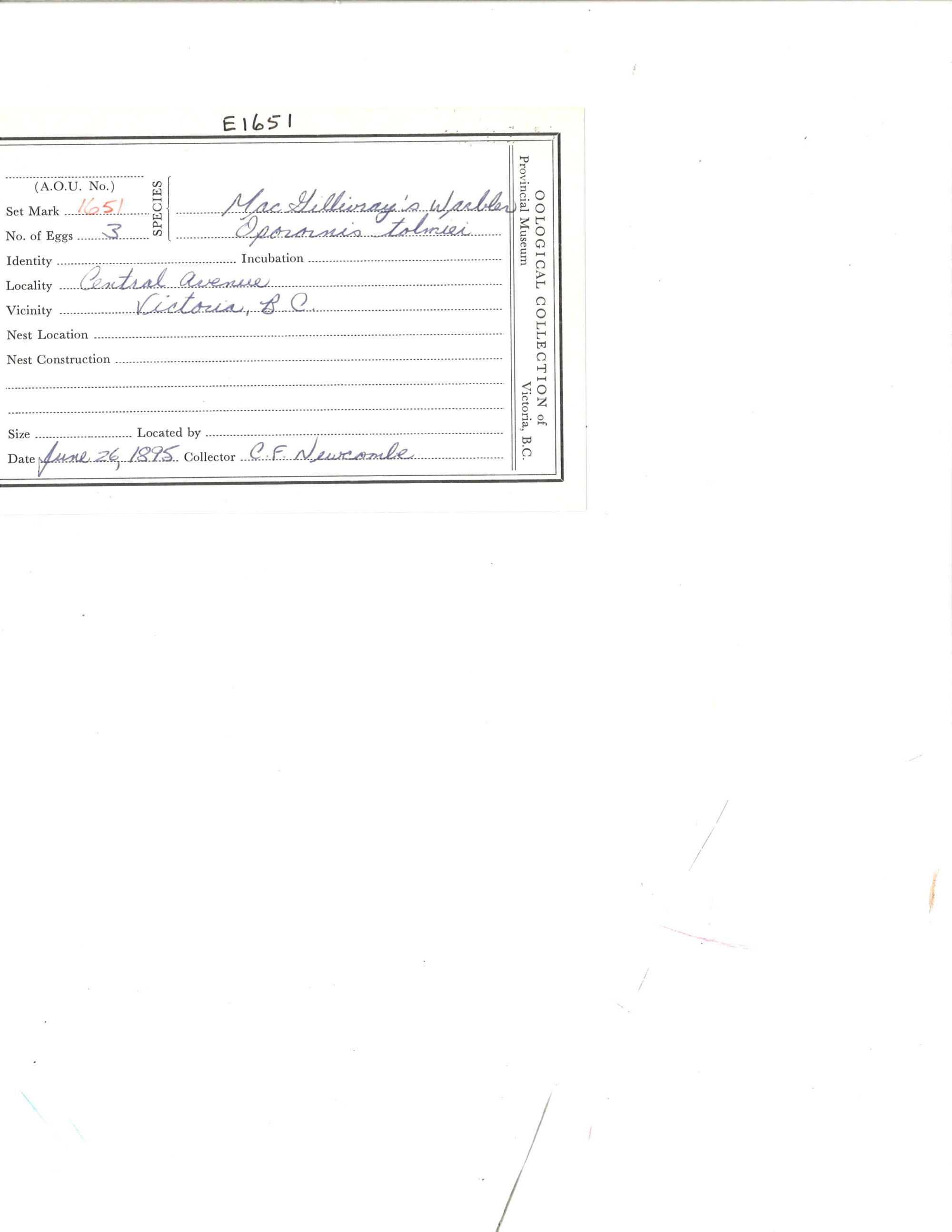 Image representing Geothlypis tolmiei.