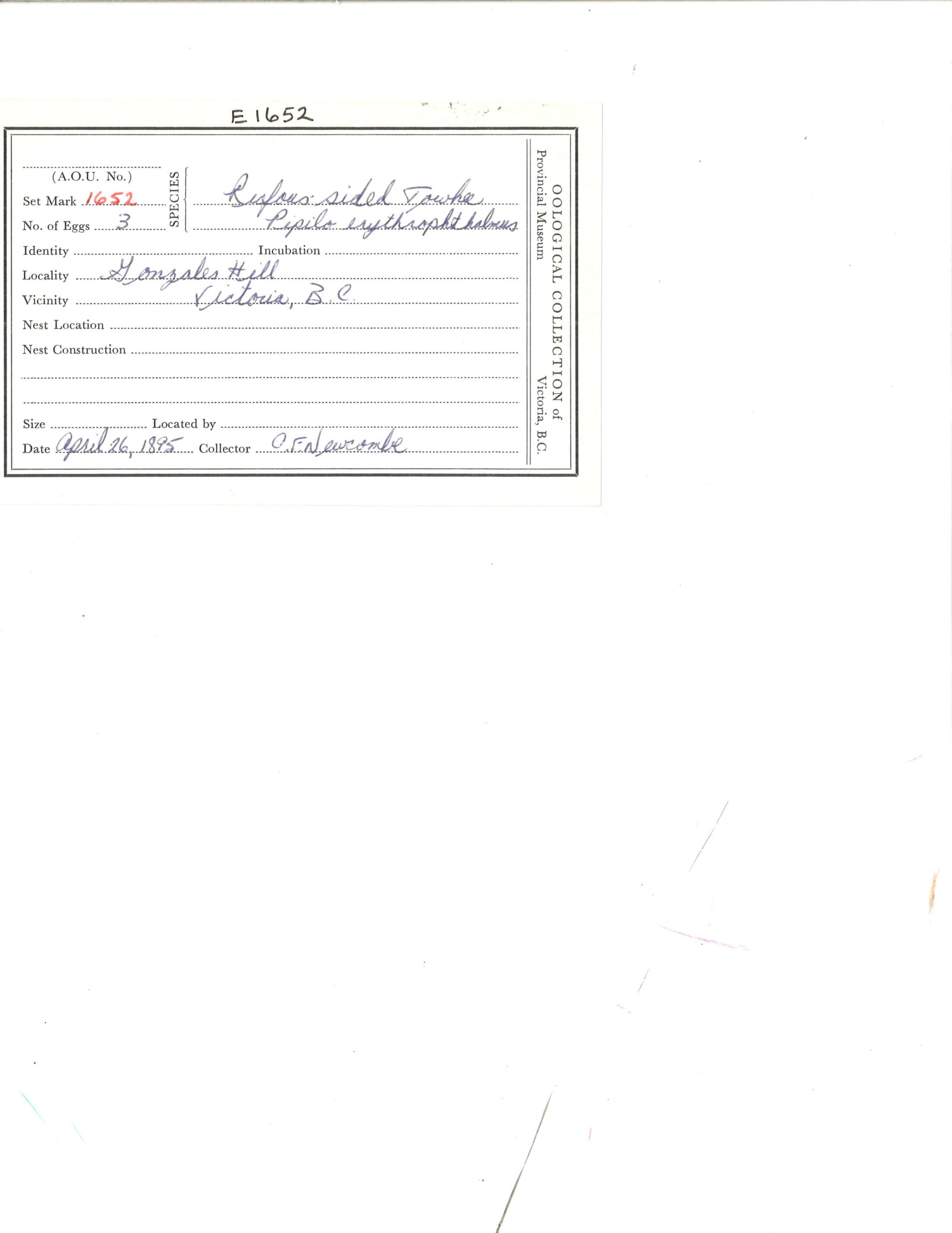 Image representing Pipilo maculatus.