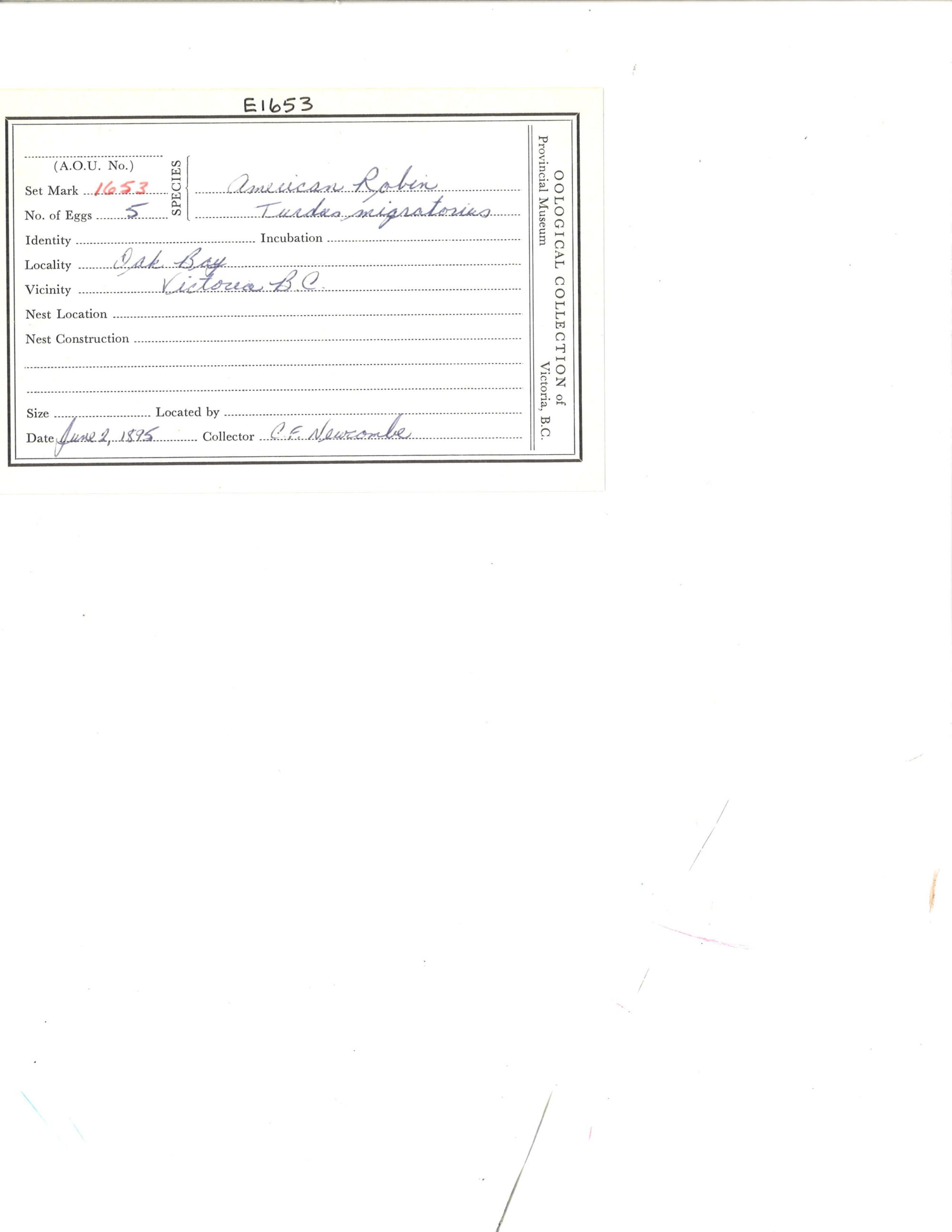 Image representing Turdus migratorius.