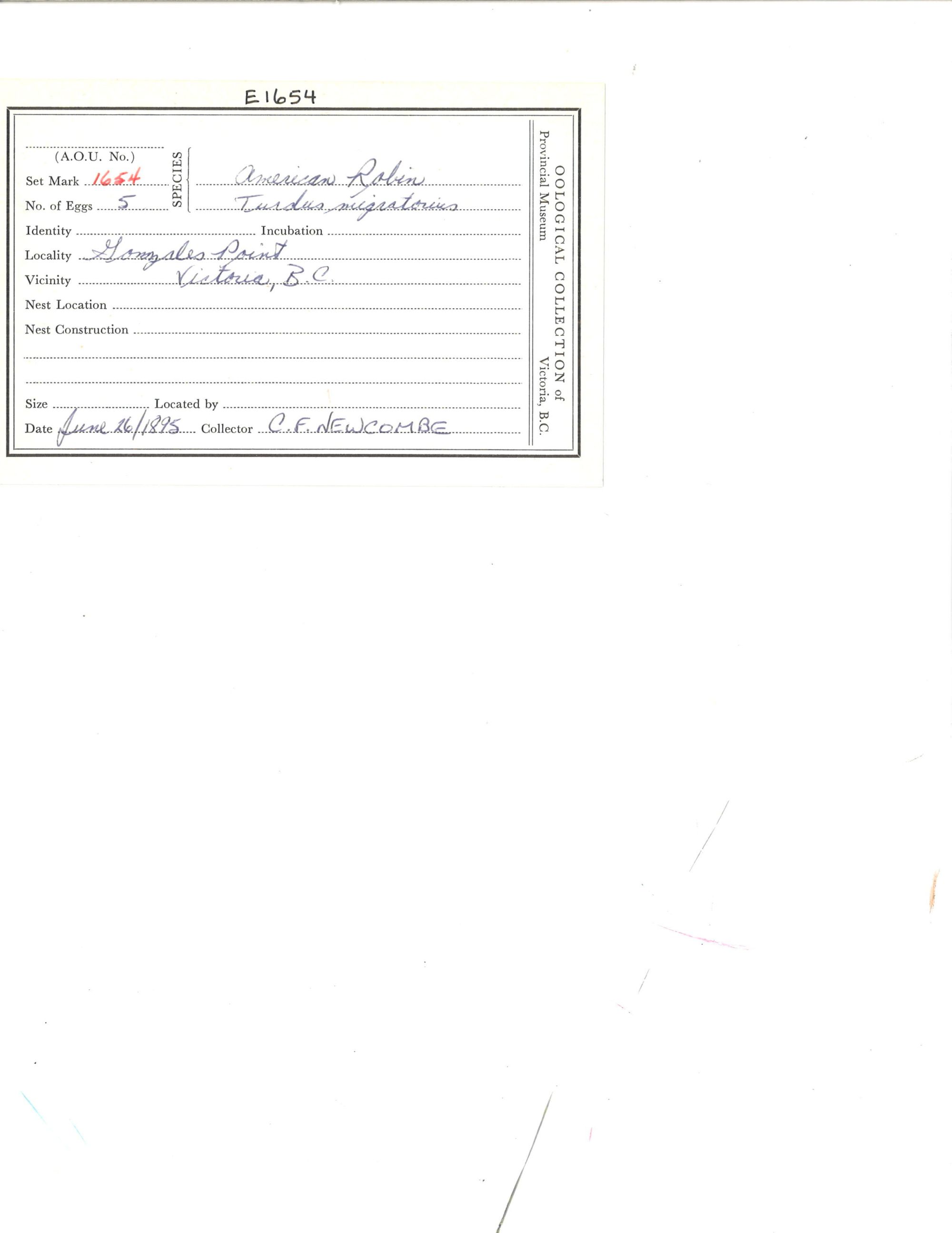 Image representing Turdus migratorius.