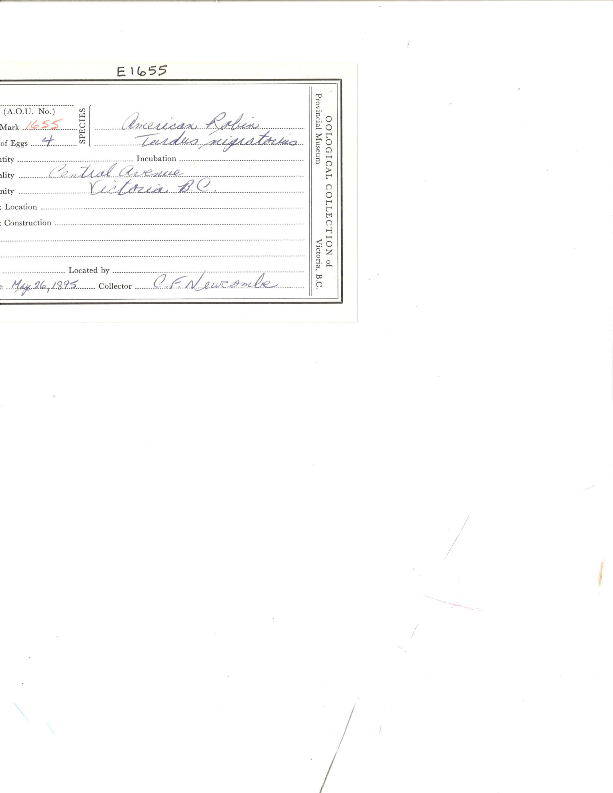 Image representing Turdus migratorius.