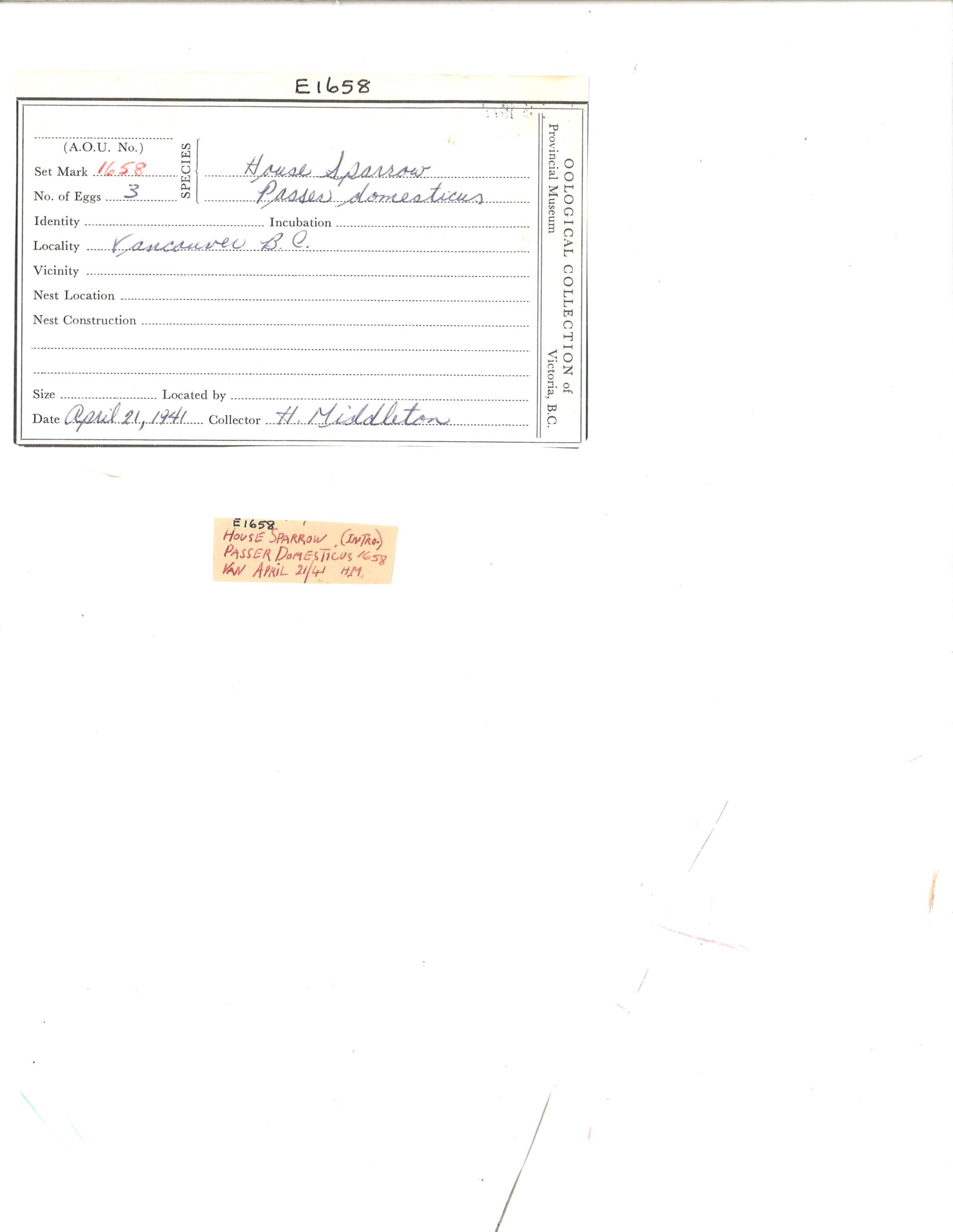 Image representing Passer domesticus.