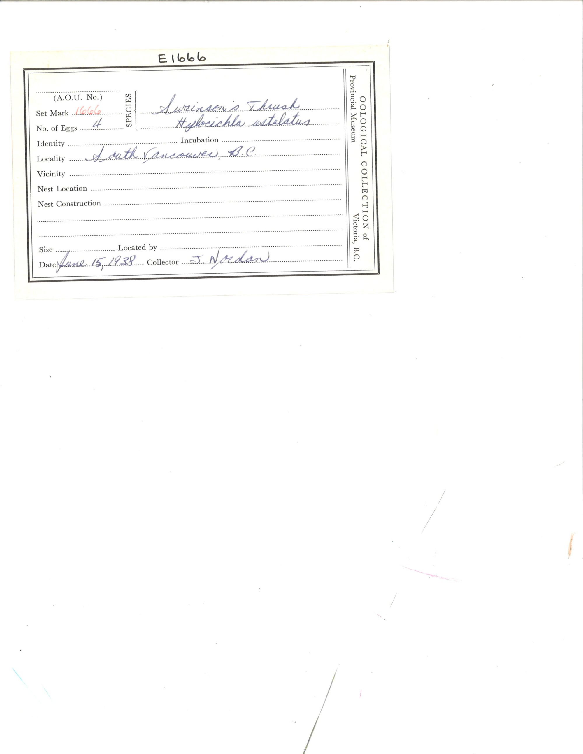 Image representing Catharus ustulatus.