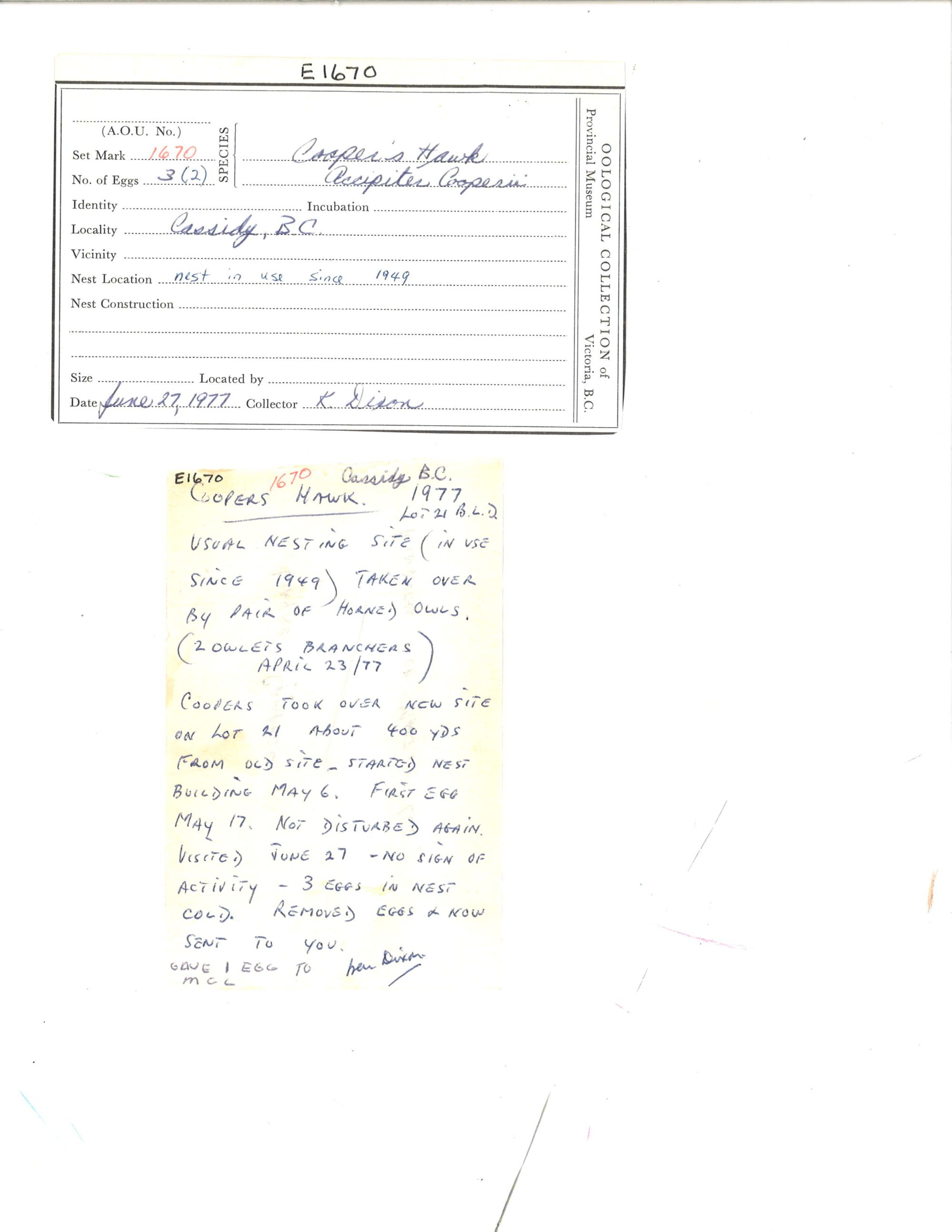 Image representing Accipiter cooperii.