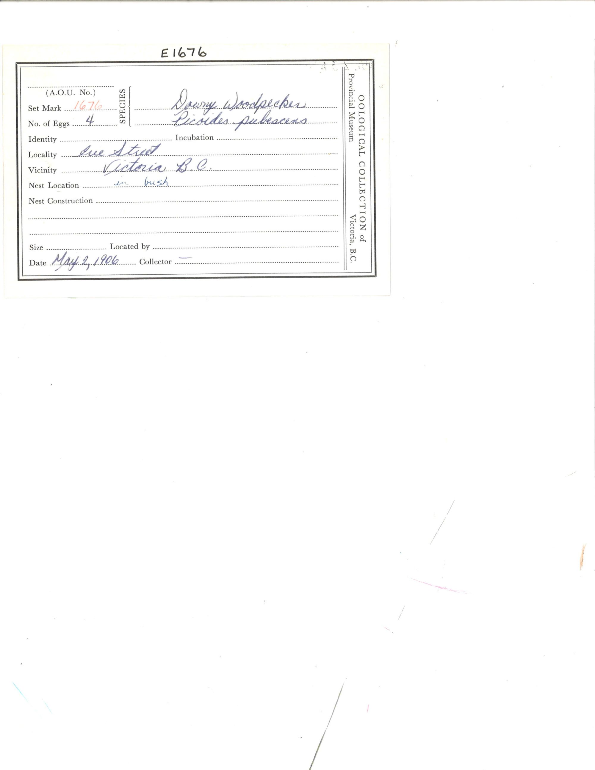 Image representing Dryobates pubescens.