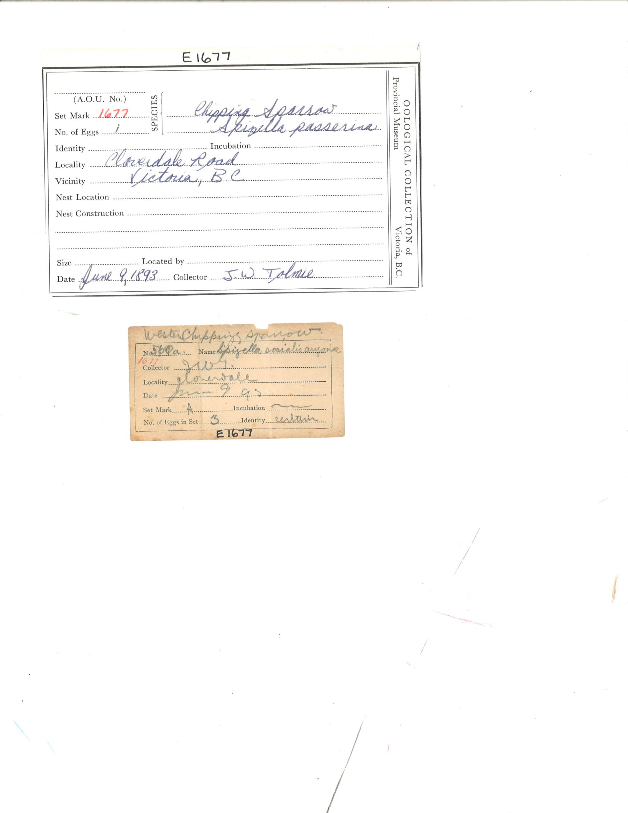 Image representing Spizella passerina.