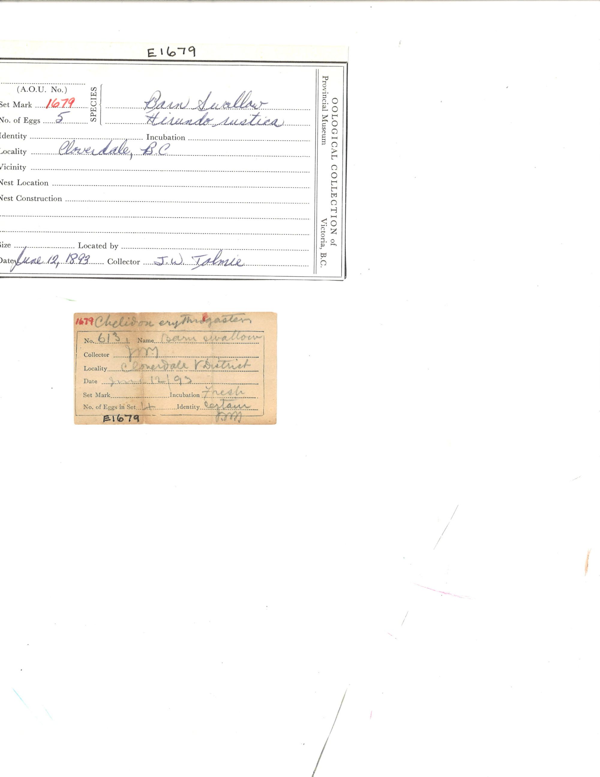 Image représentant Hirundo rustica