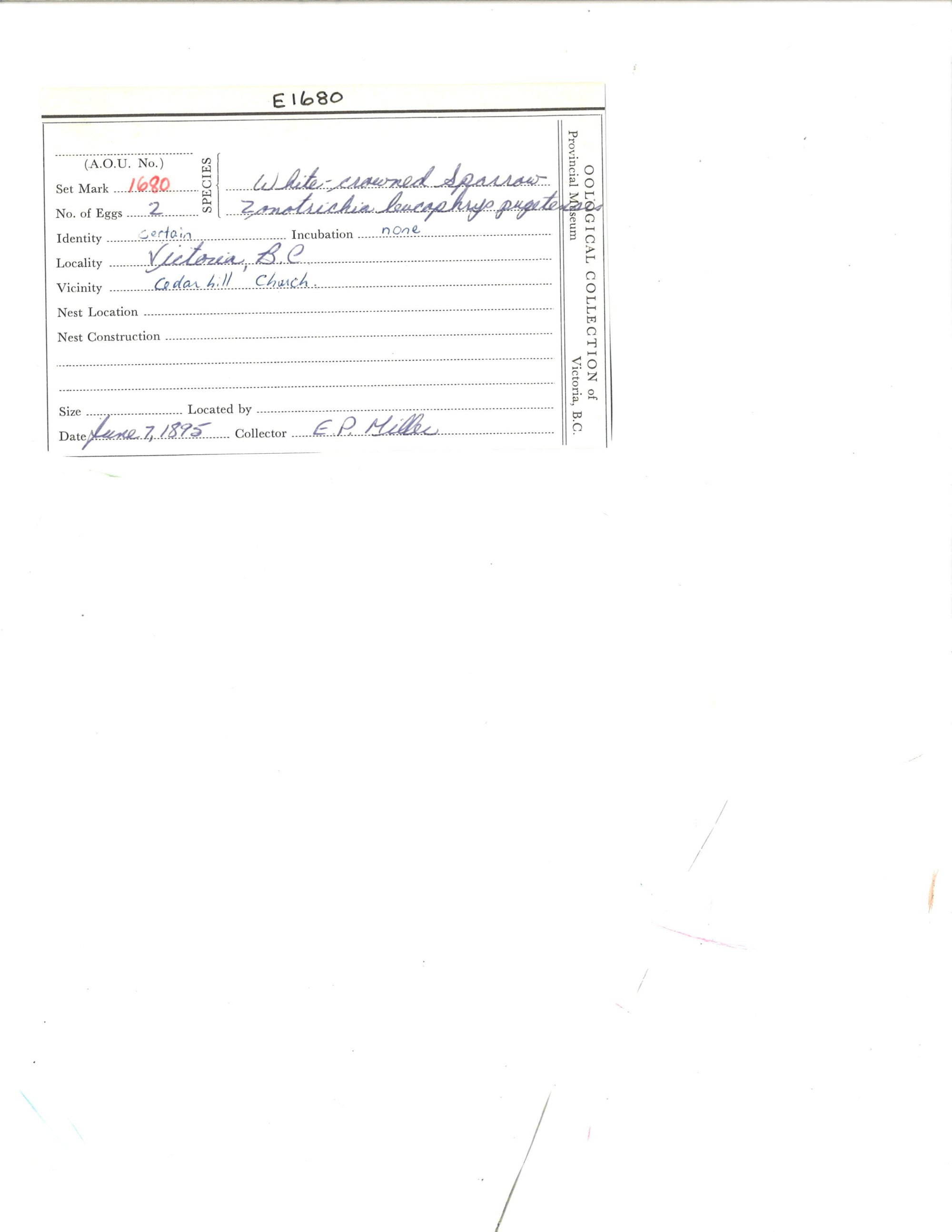 Image representing Zonotrichia leucophrys.