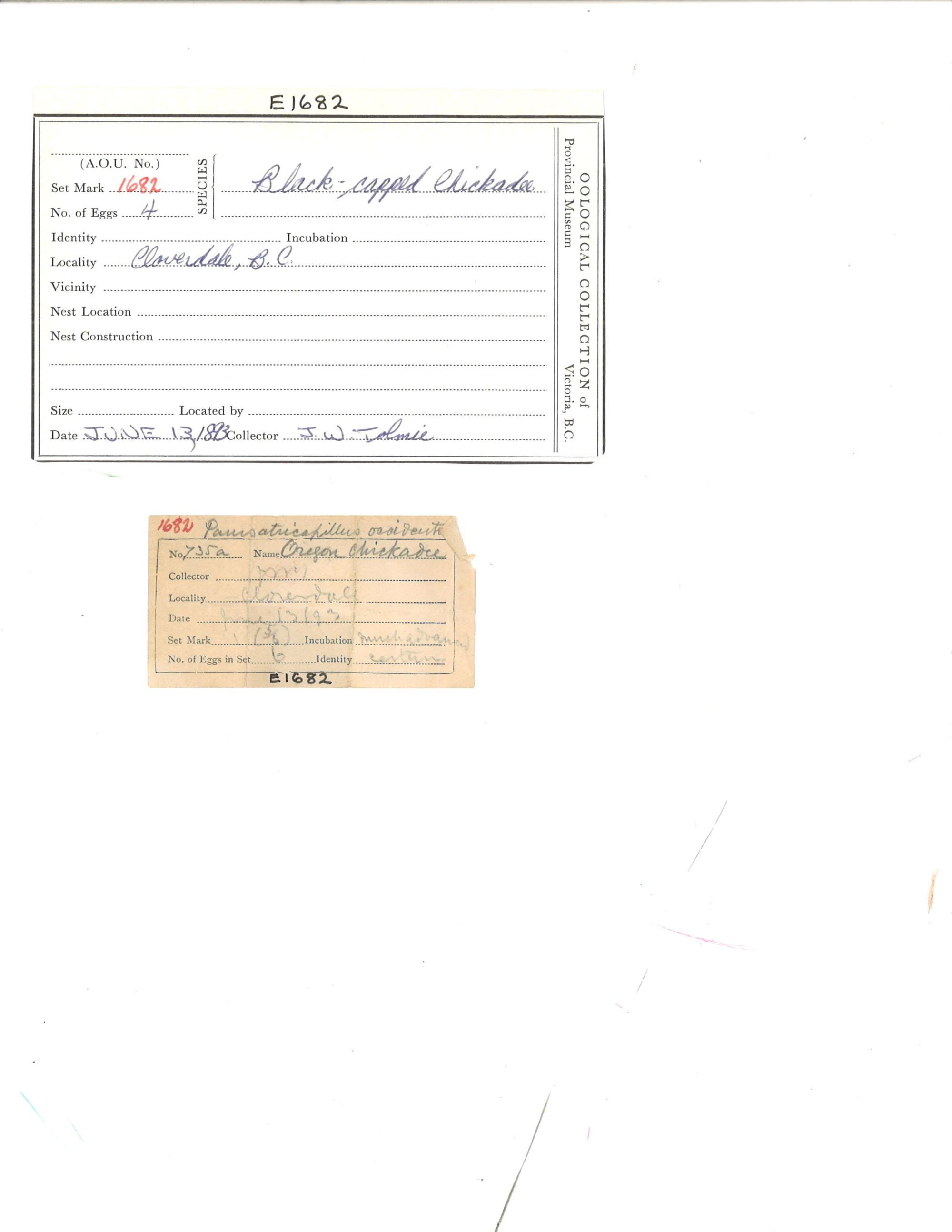 Image représentant Poecile atricapillus