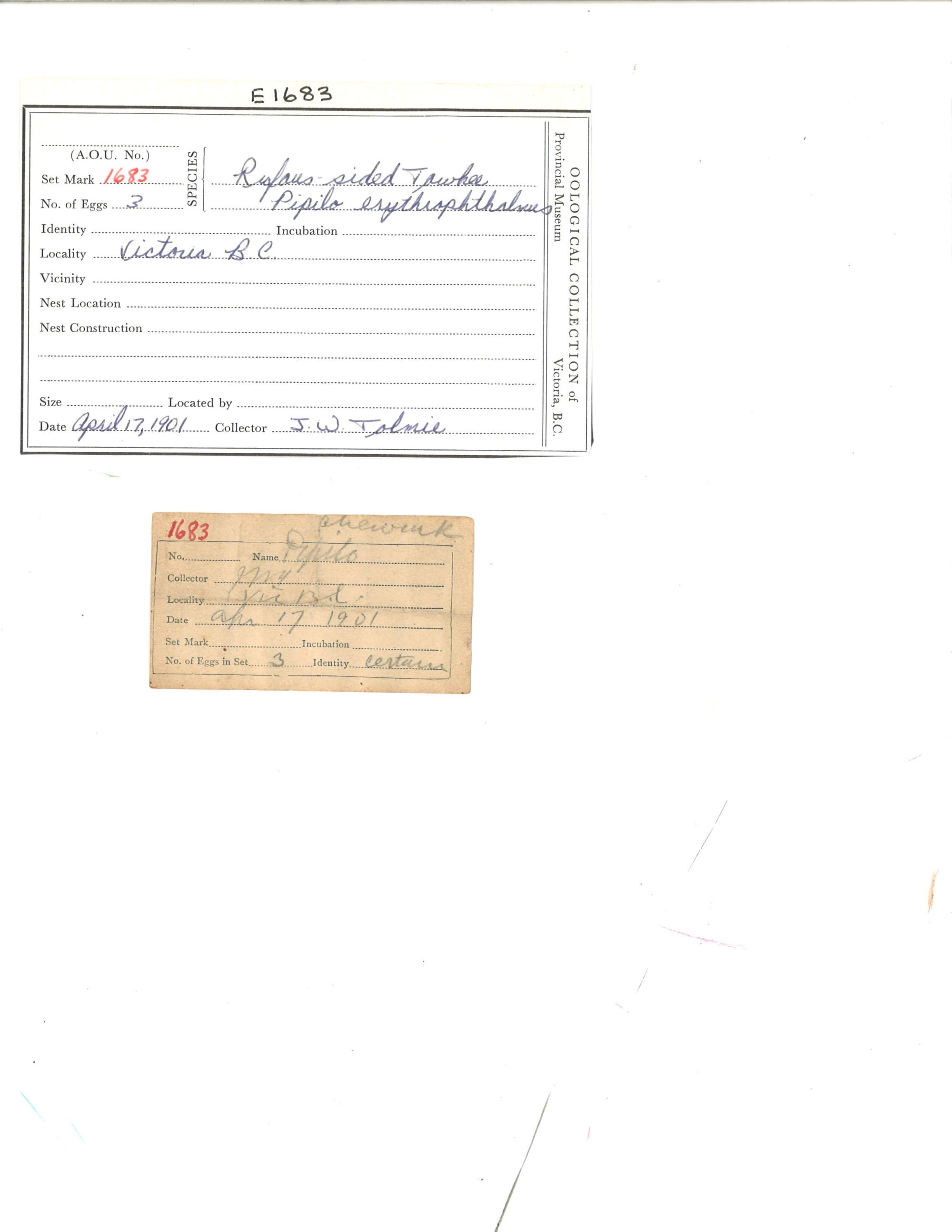 Image representing Pipilo maculatus.