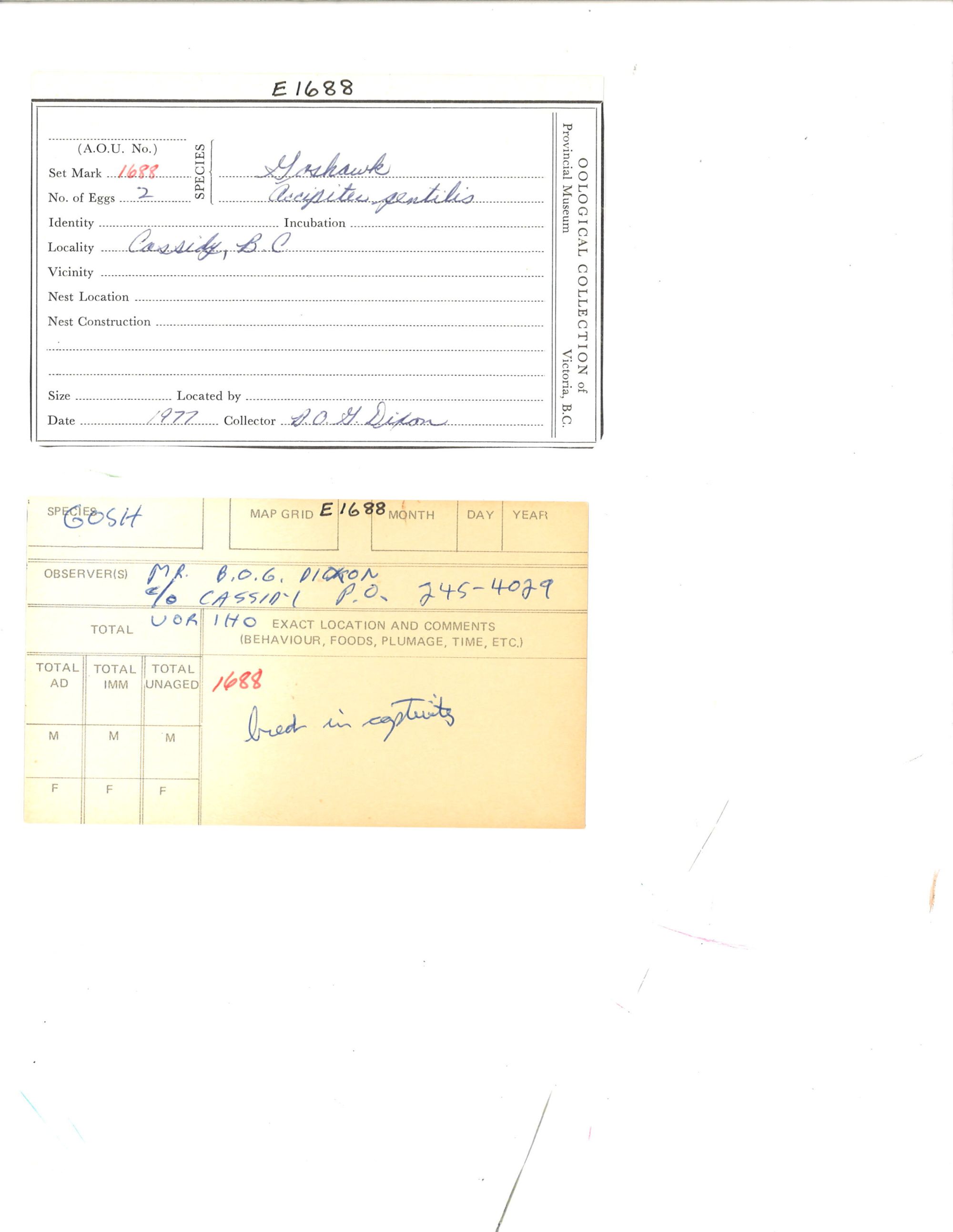 Image representing Accipiter gentilis.