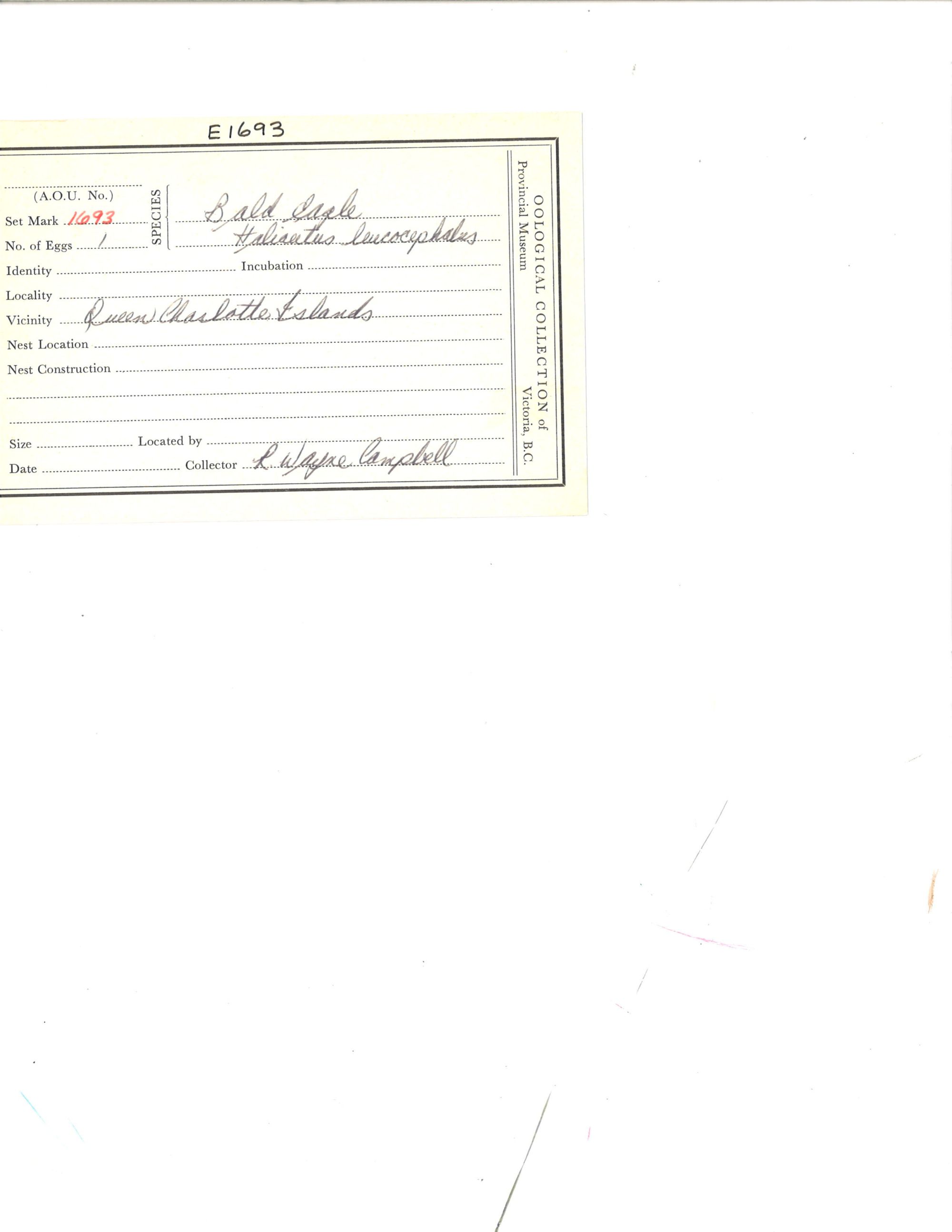 Image representing Haliaeetus leucocephalus.