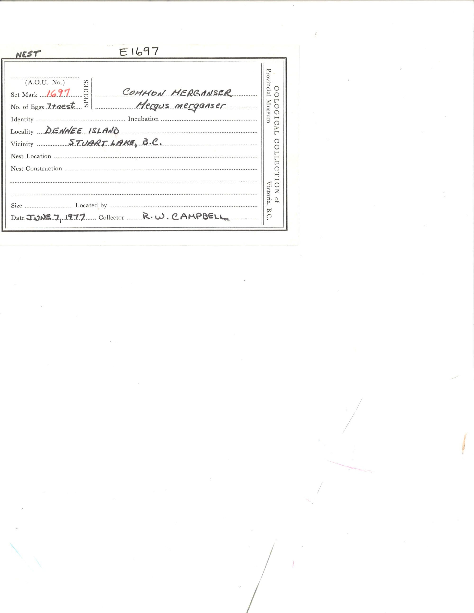 Image representing Mergus merganser.