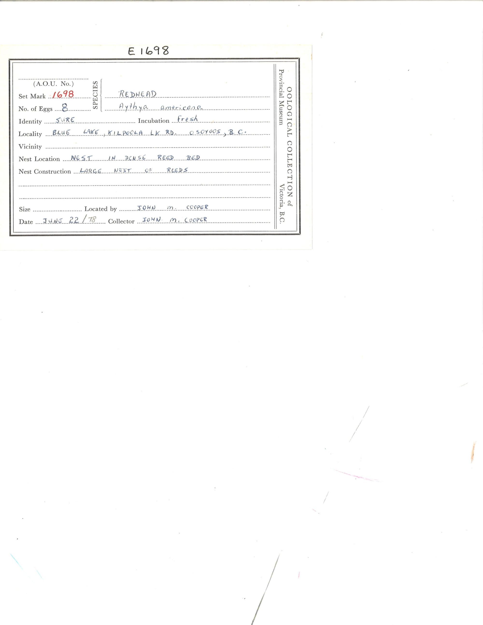 Image representing Aythya americana.