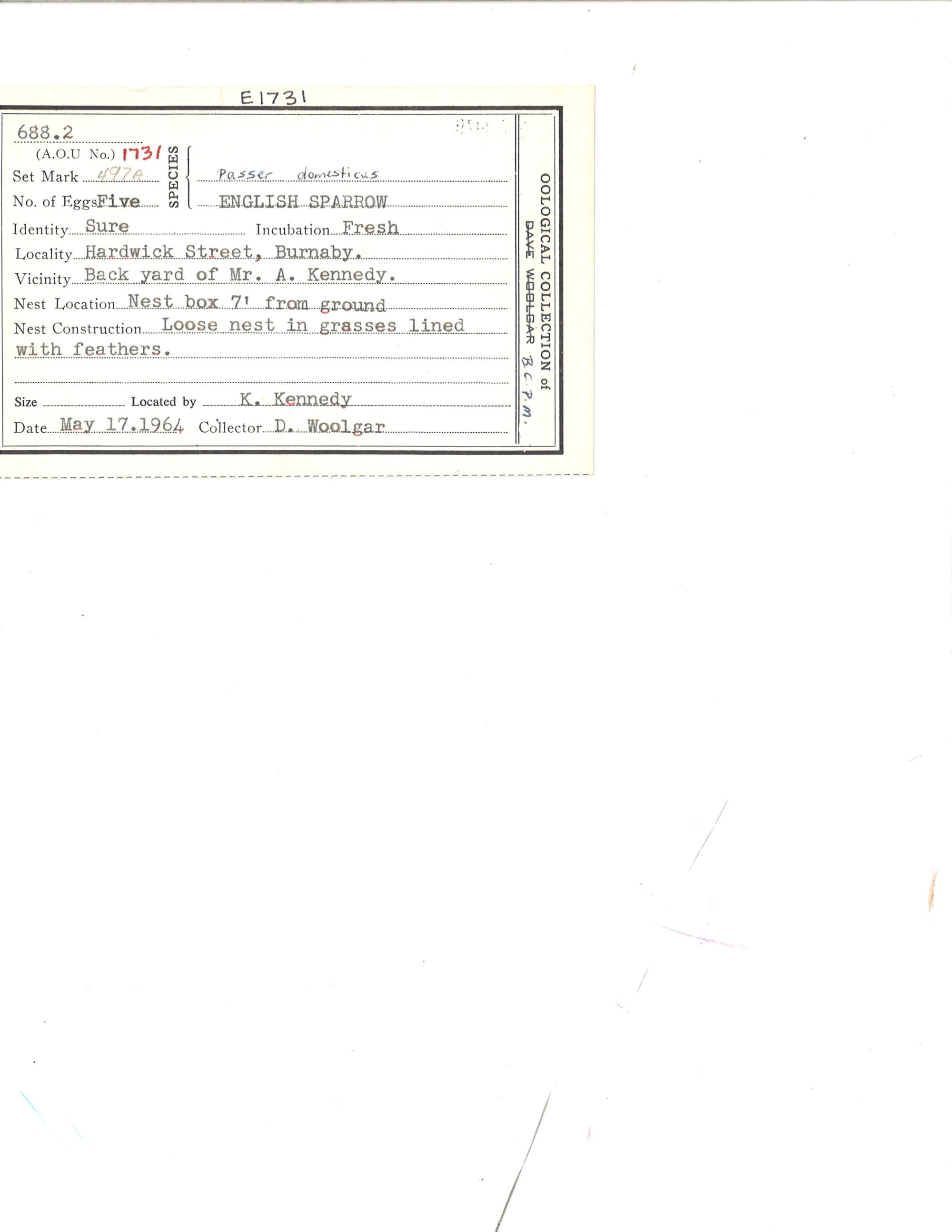 Image representing Passer domesticus.