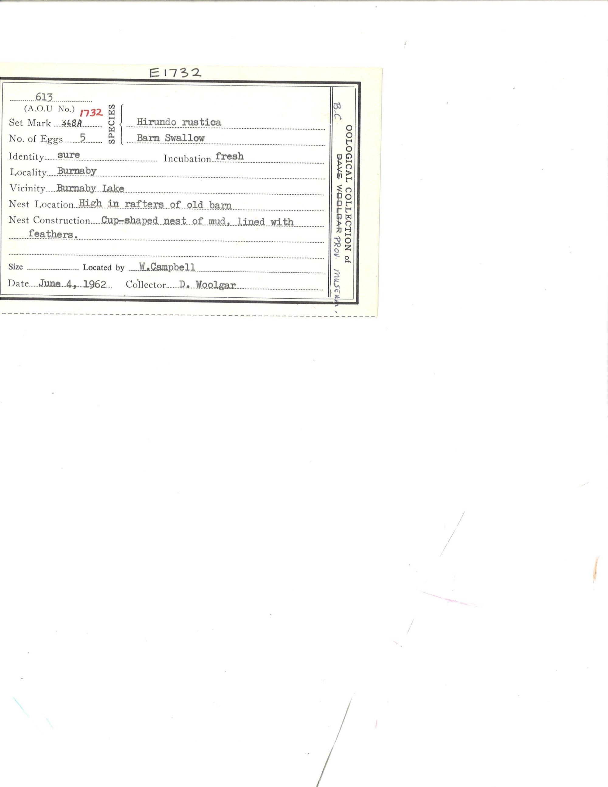 Image représentant Hirundo rustica