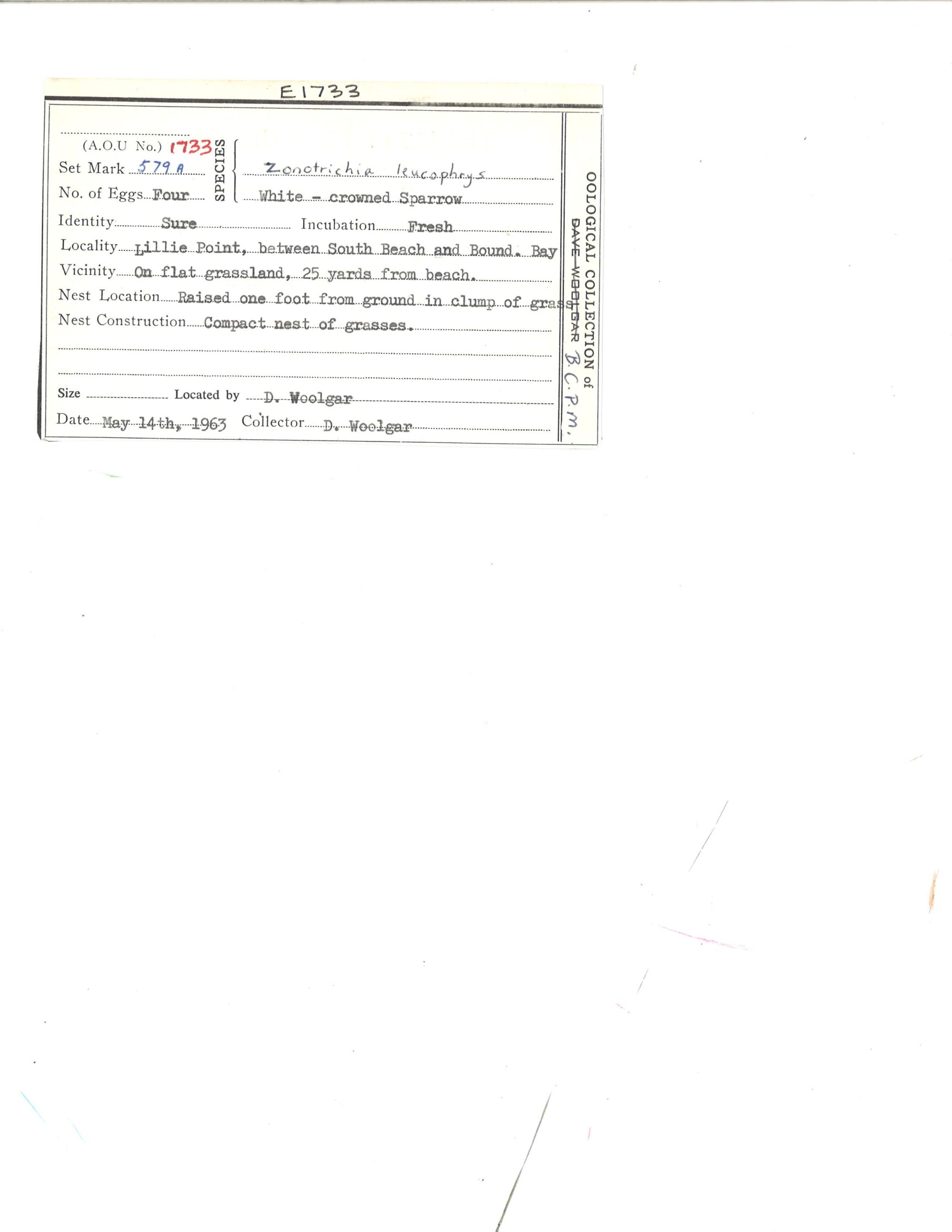 Image representing Zonotrichia leucophrys.