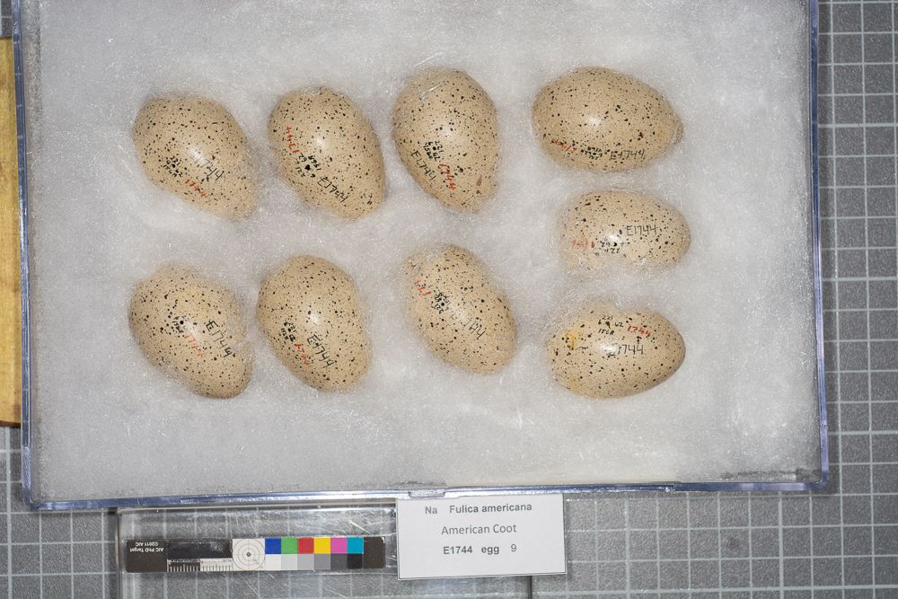 Image representing Fulica americana.