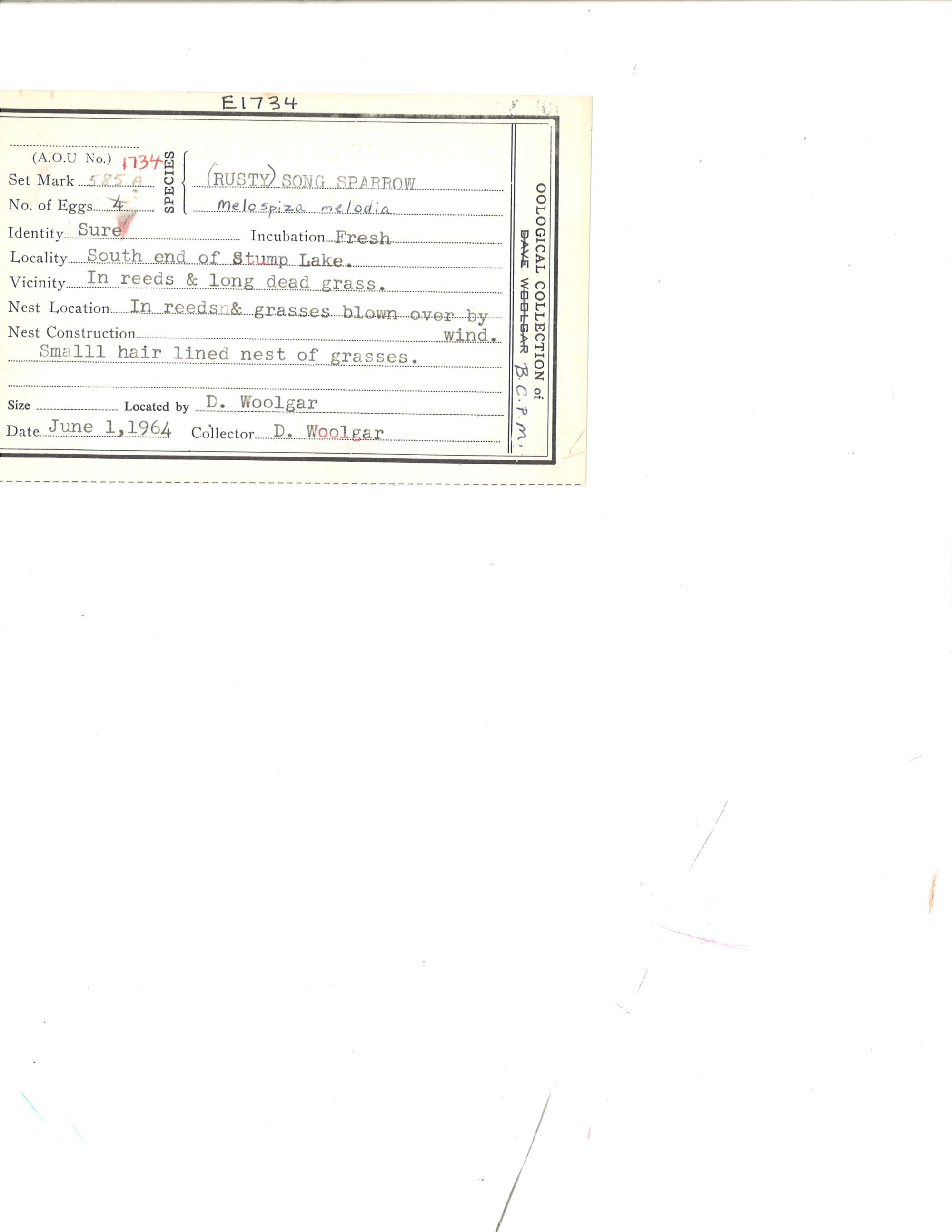 Image representing Melospiza melodia.