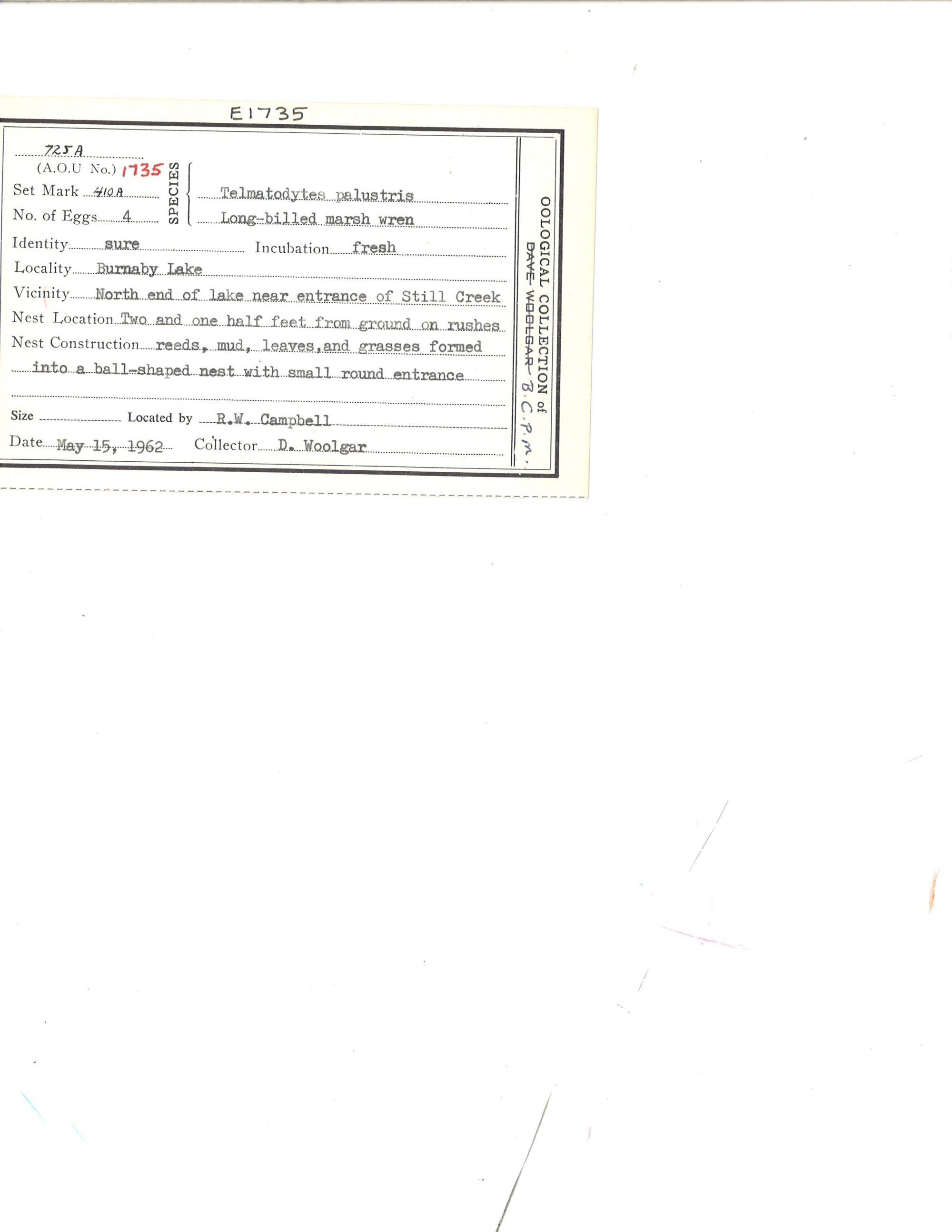 Image représentant Cistothorus palustris