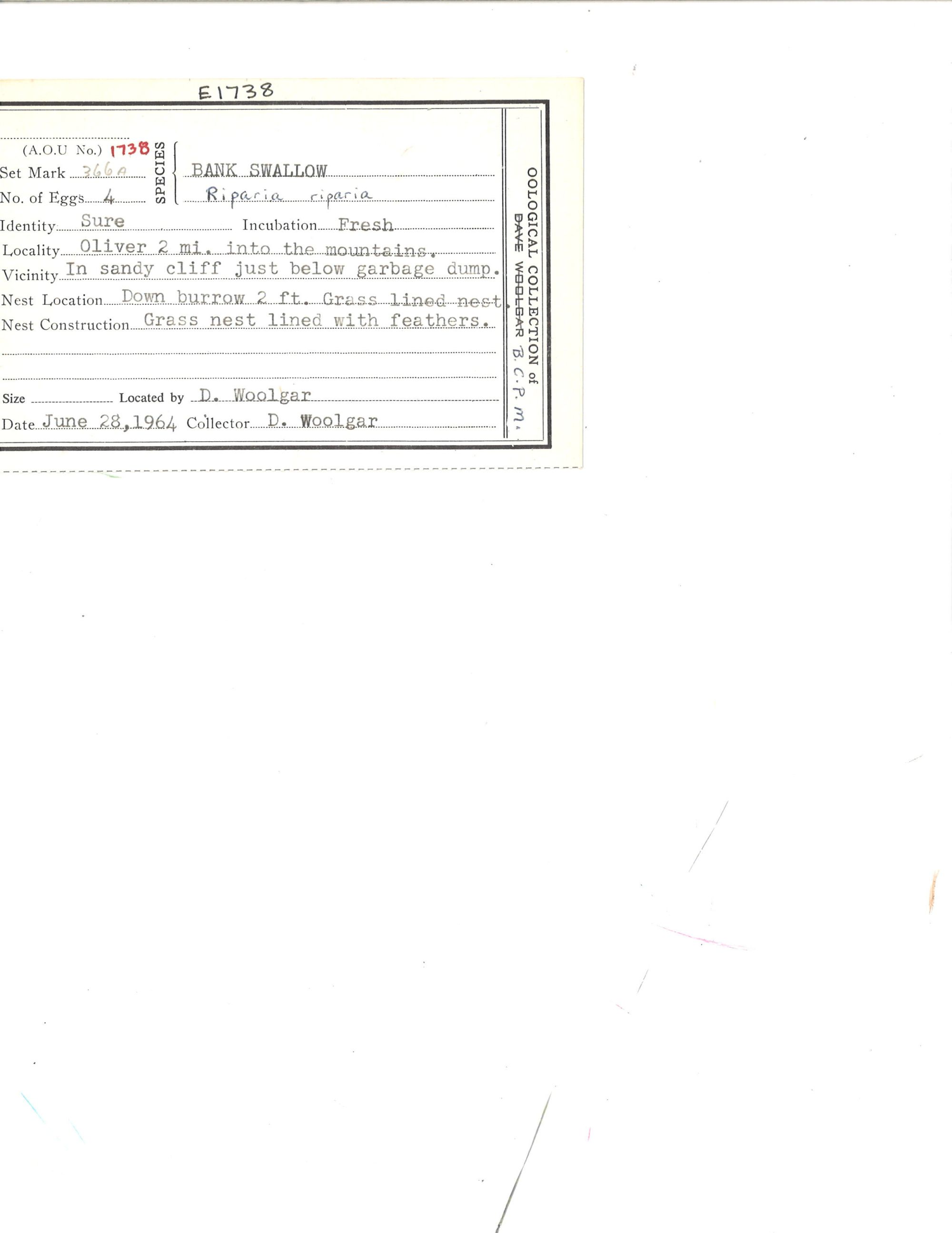 Image représentant Riparia riparia