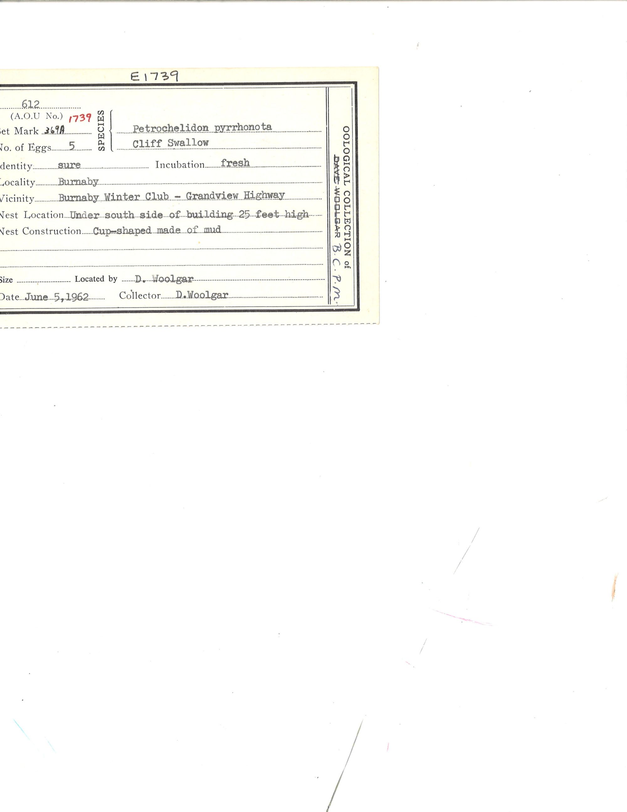 Image représentant Petrochelidon pyrrhonota