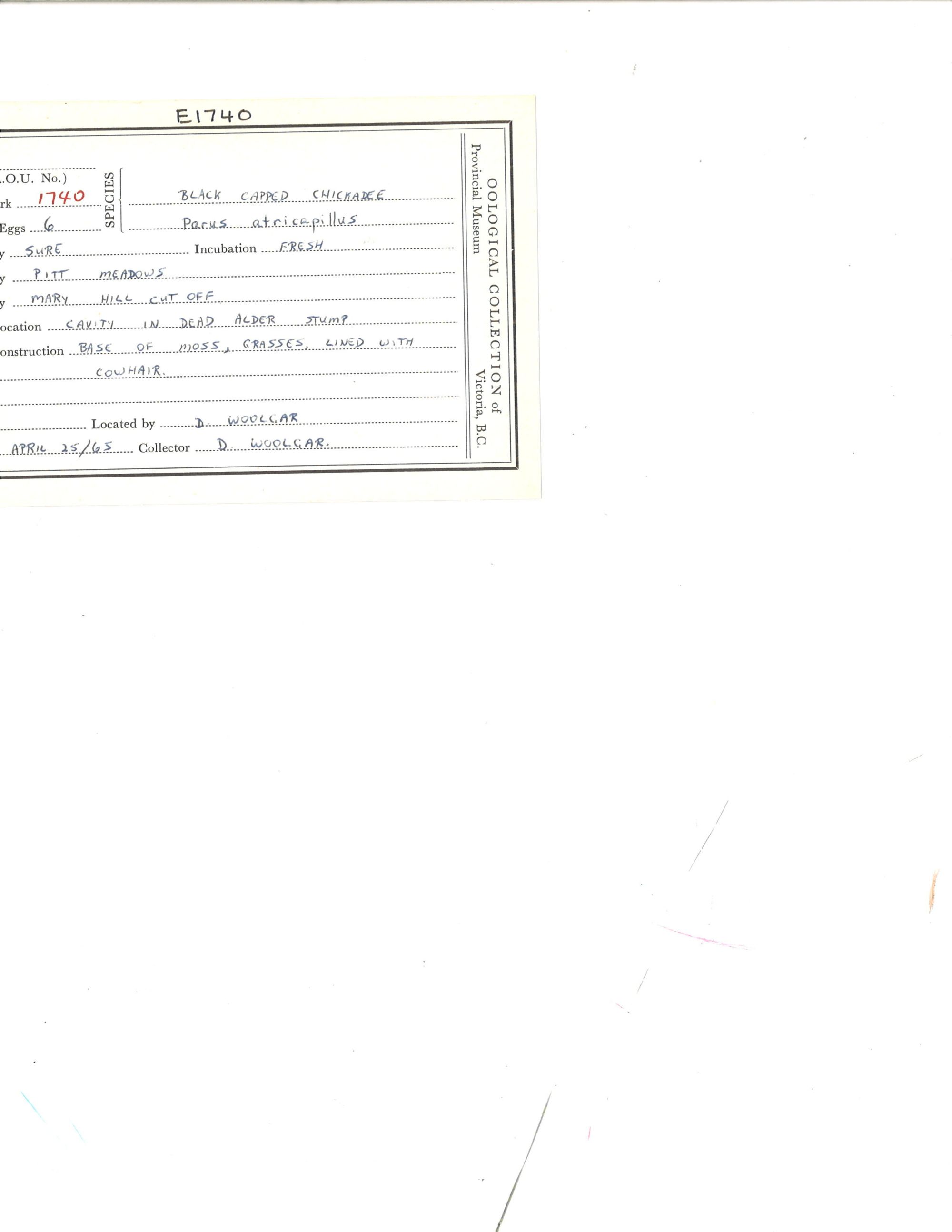 Image représentant Poecile atricapillus