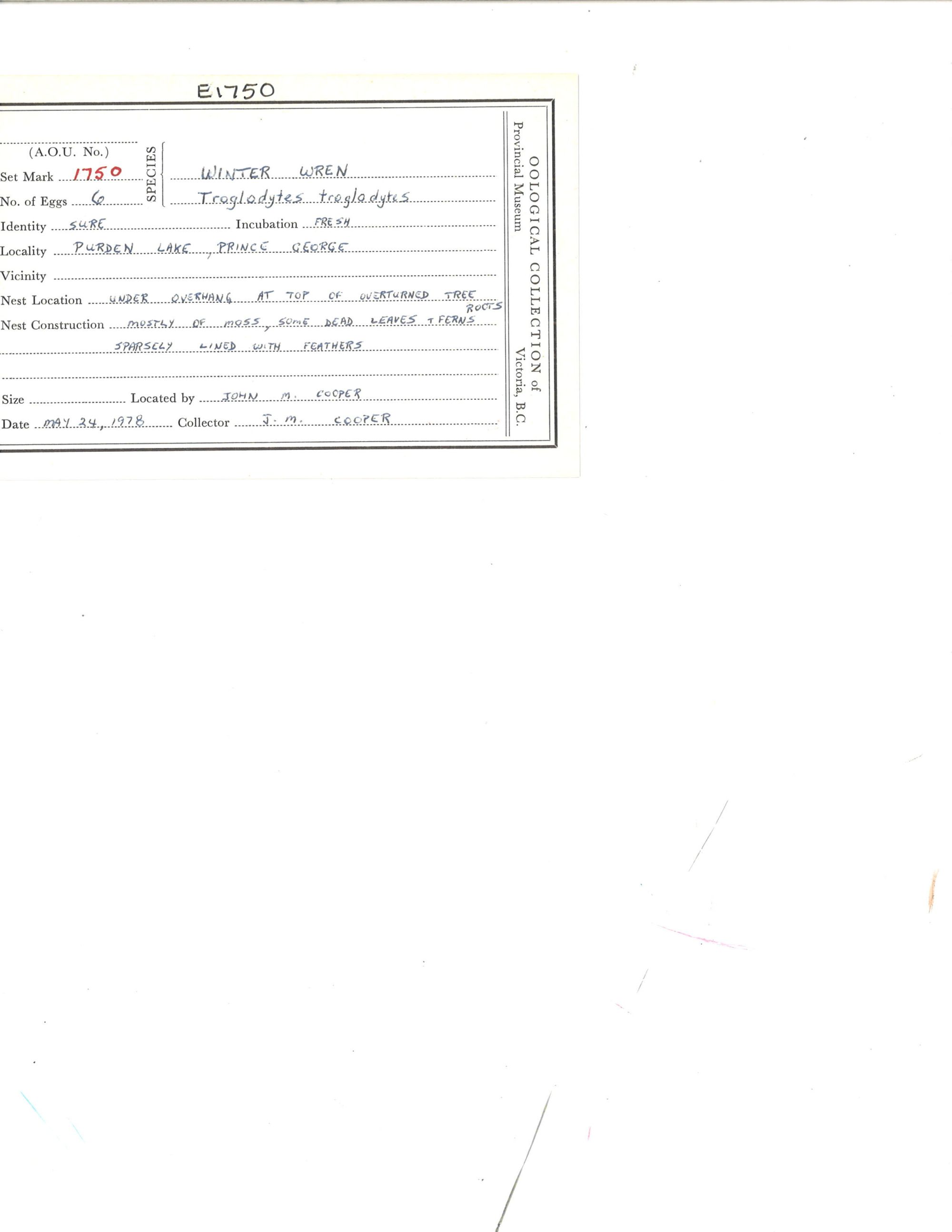 Image représentant Troglodytes hiemalis