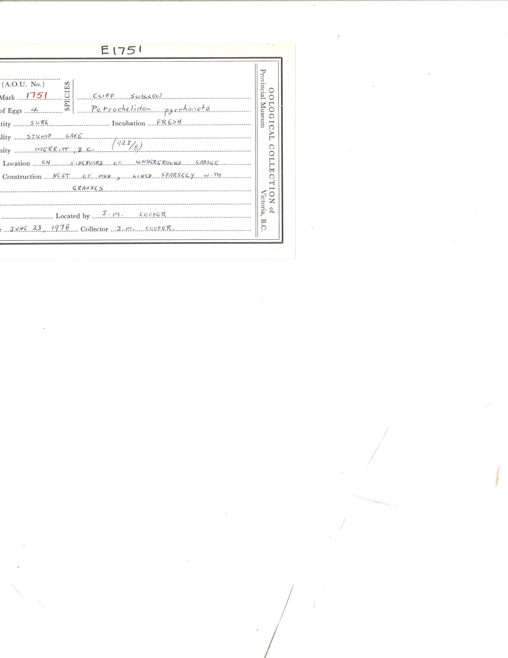 Image représentant Petrochelidon pyrrhonota