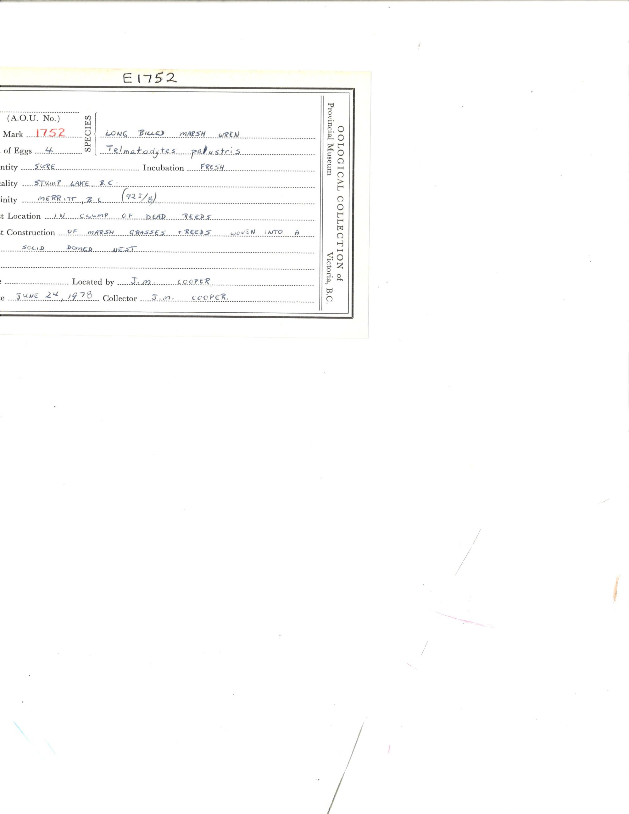 Image représentant Cistothorus palustris