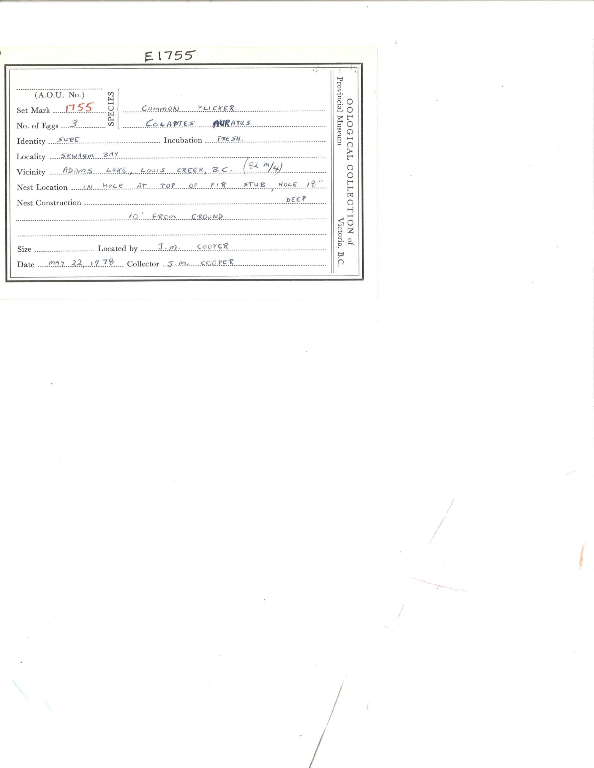 Image representing Colaptes auratus.