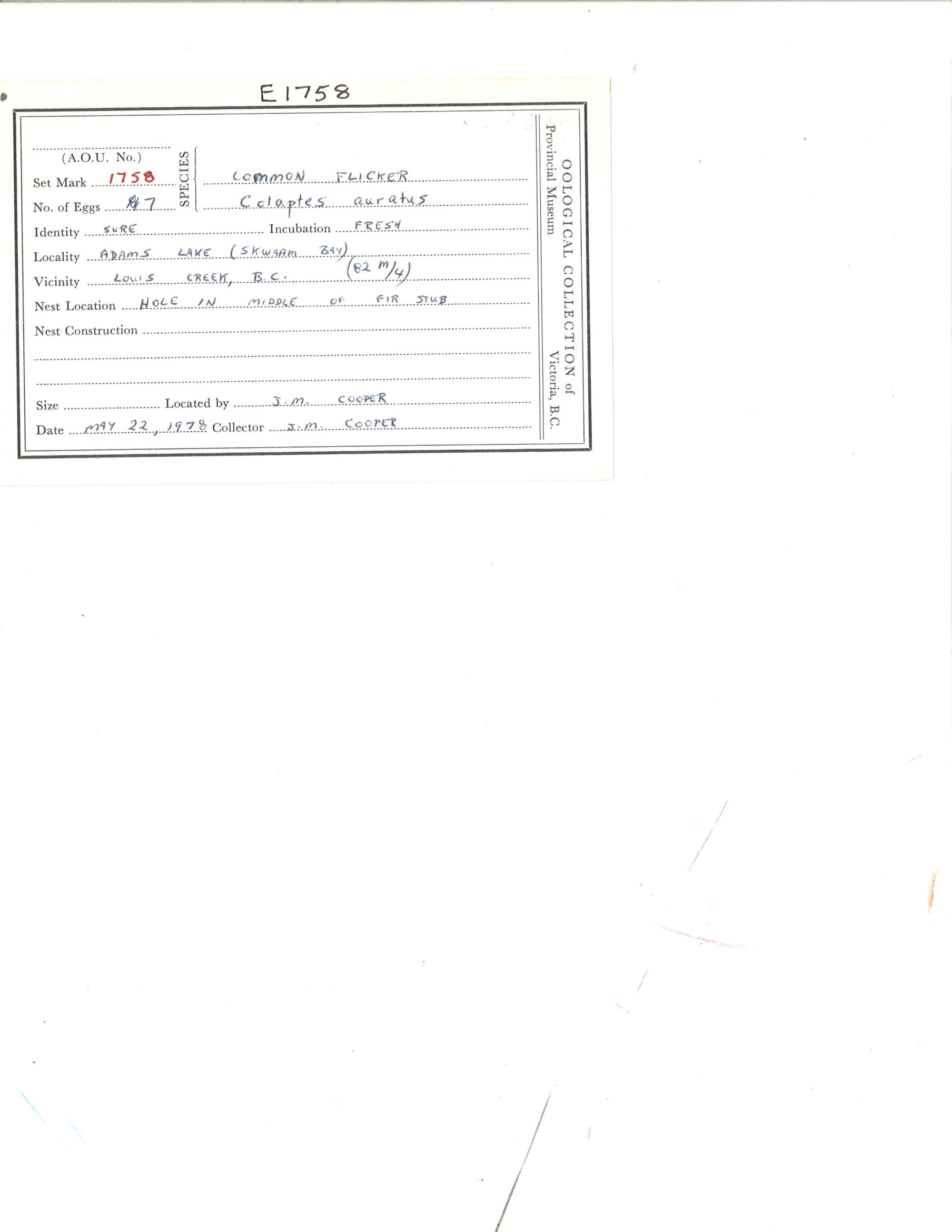 Image representing Colaptes auratus.