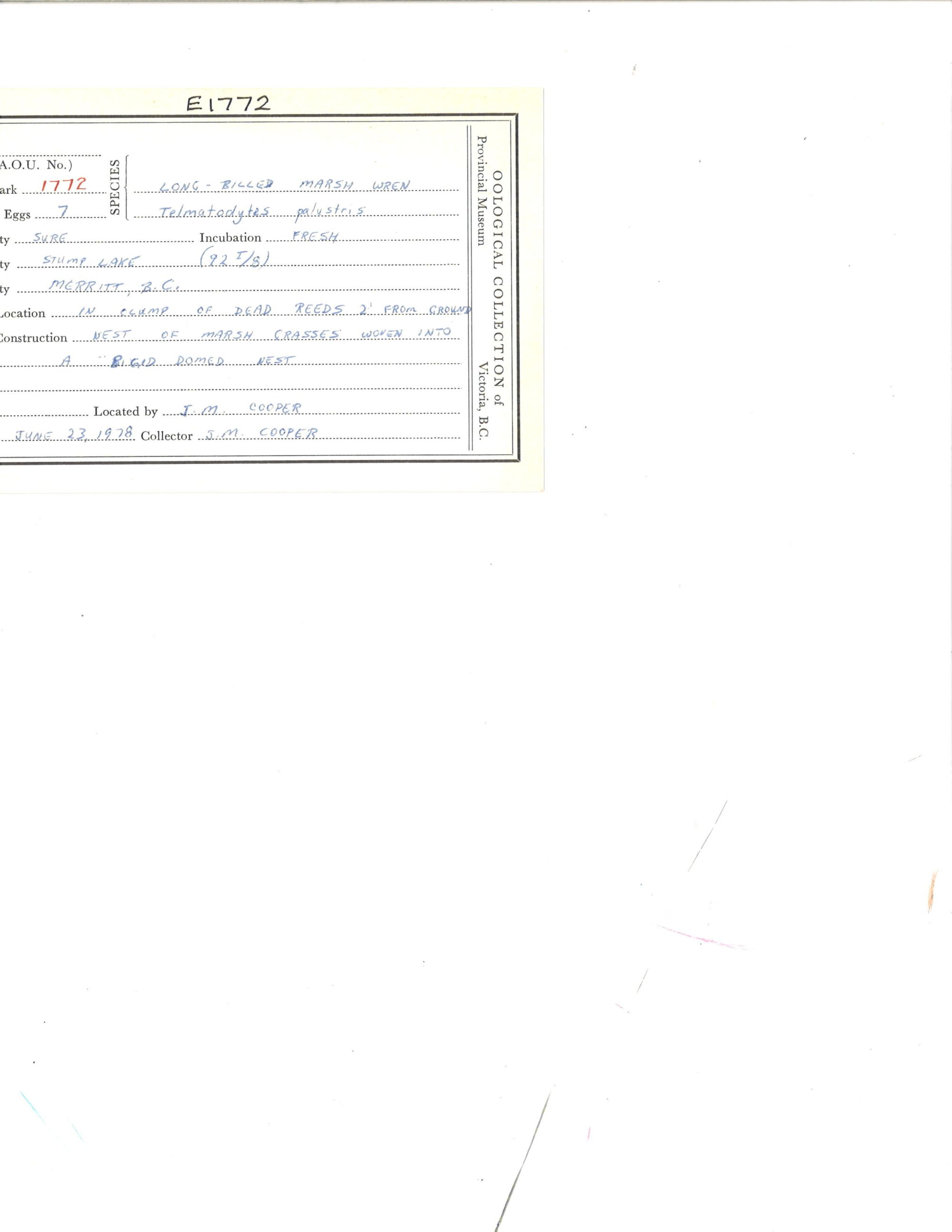 Image représentant Cistothorus palustris