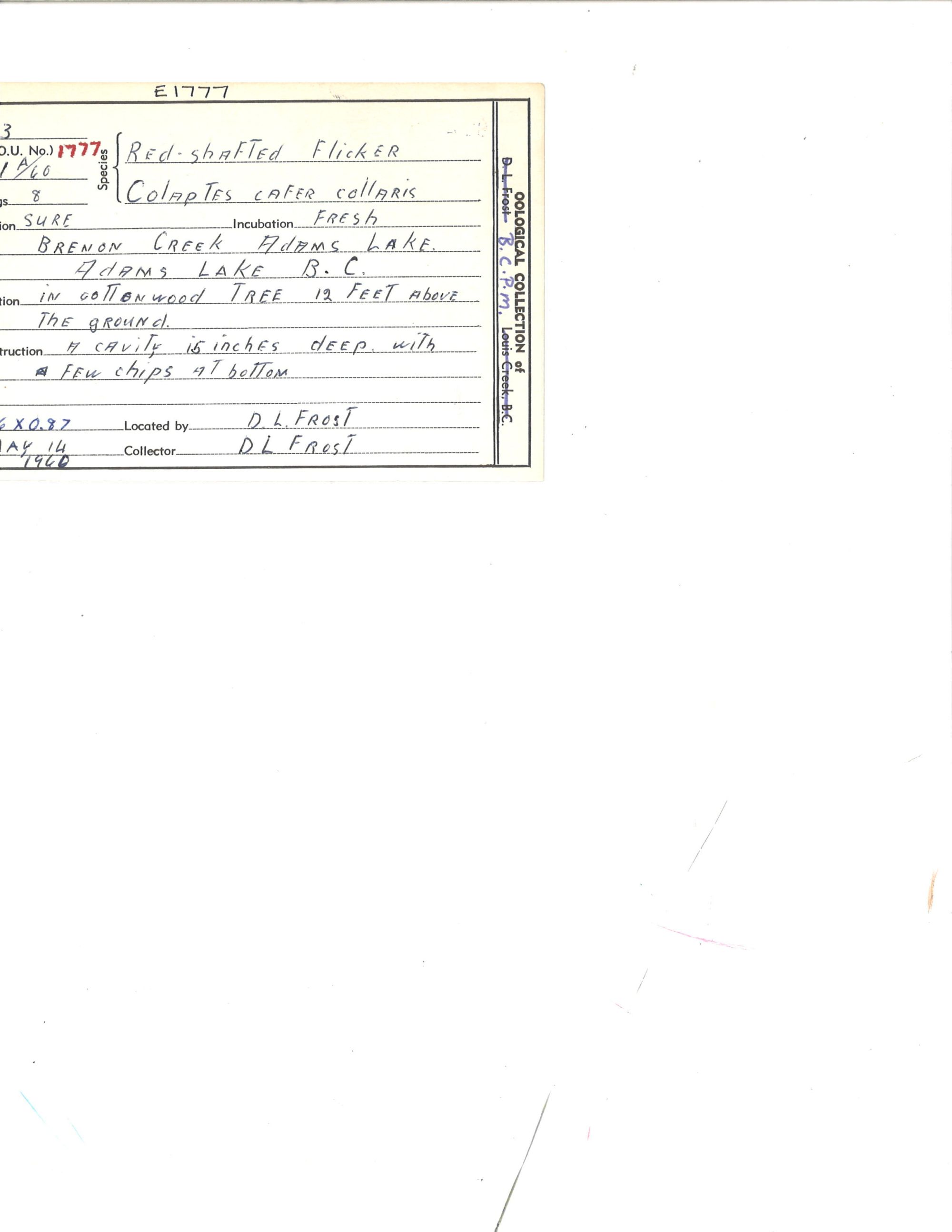 Image representing Colaptes auratus.