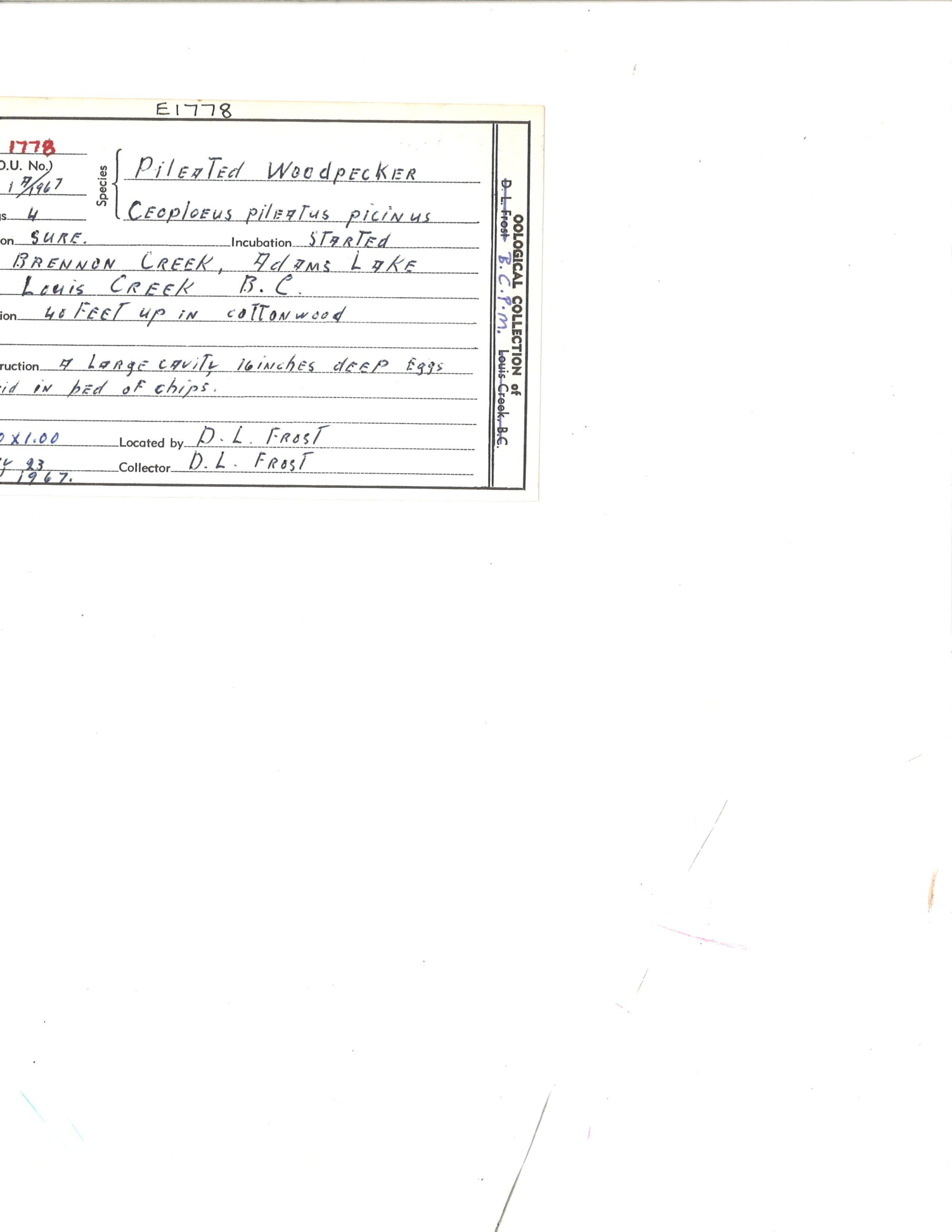 Image representing Dryocopus pileatus.