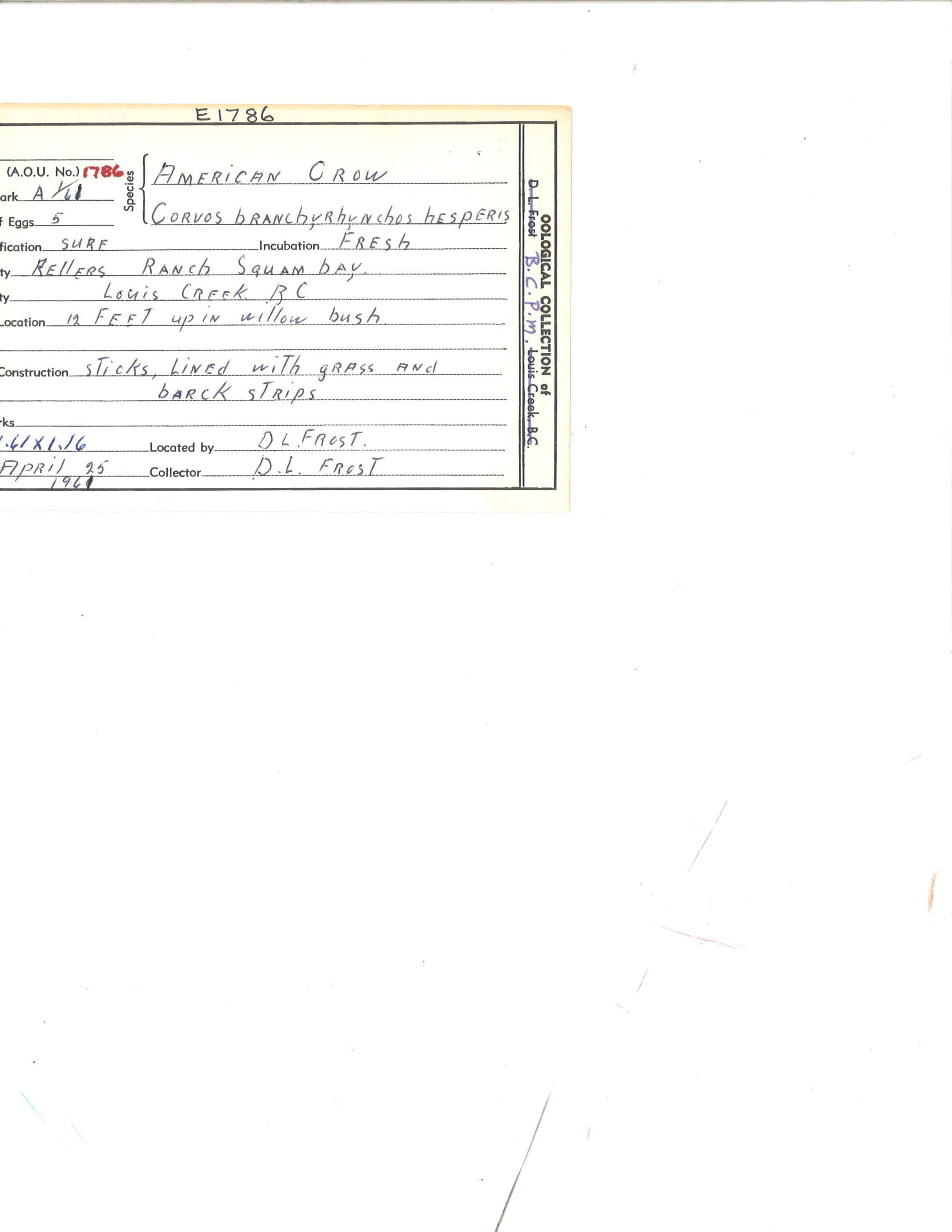 Image representing Corvus brachyrhynchos.