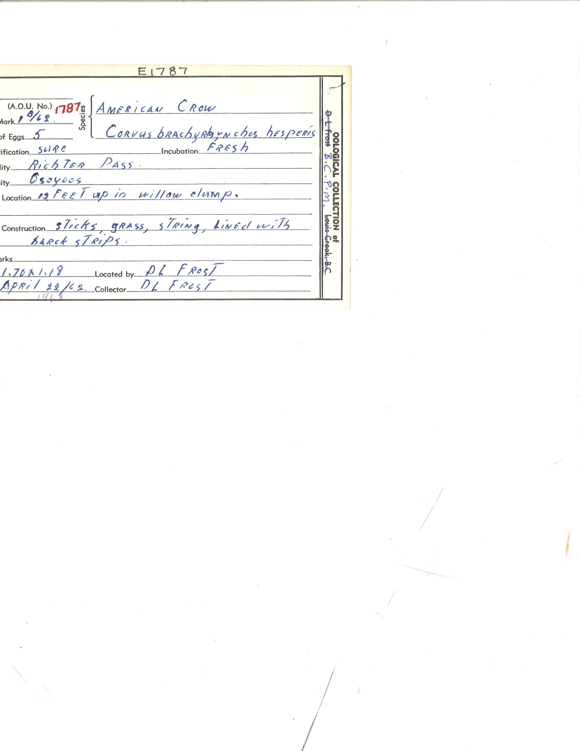 Image representing Corvus brachyrhynchos.